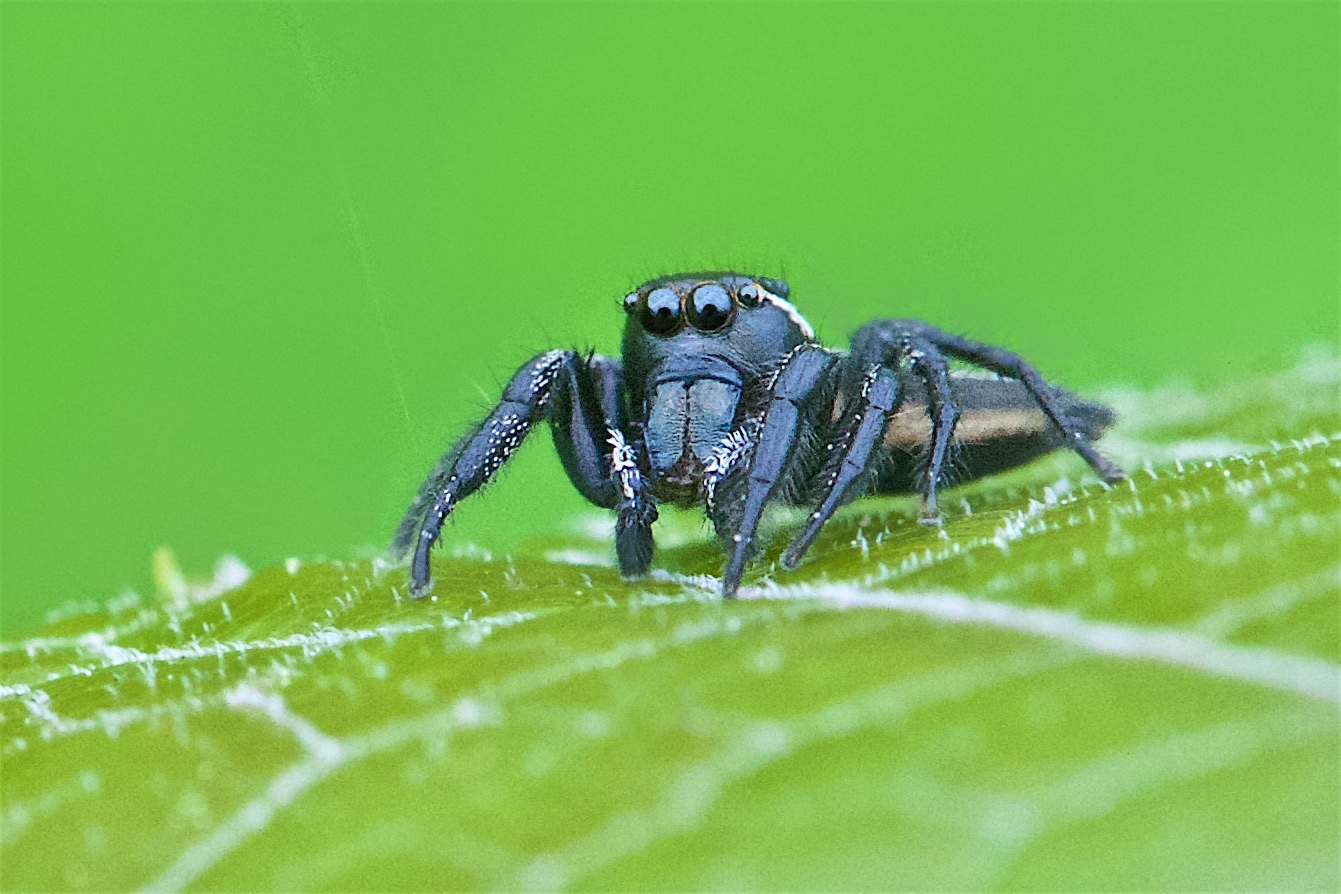Photo Shoot with The Wonderful Black Male Jumping Spider