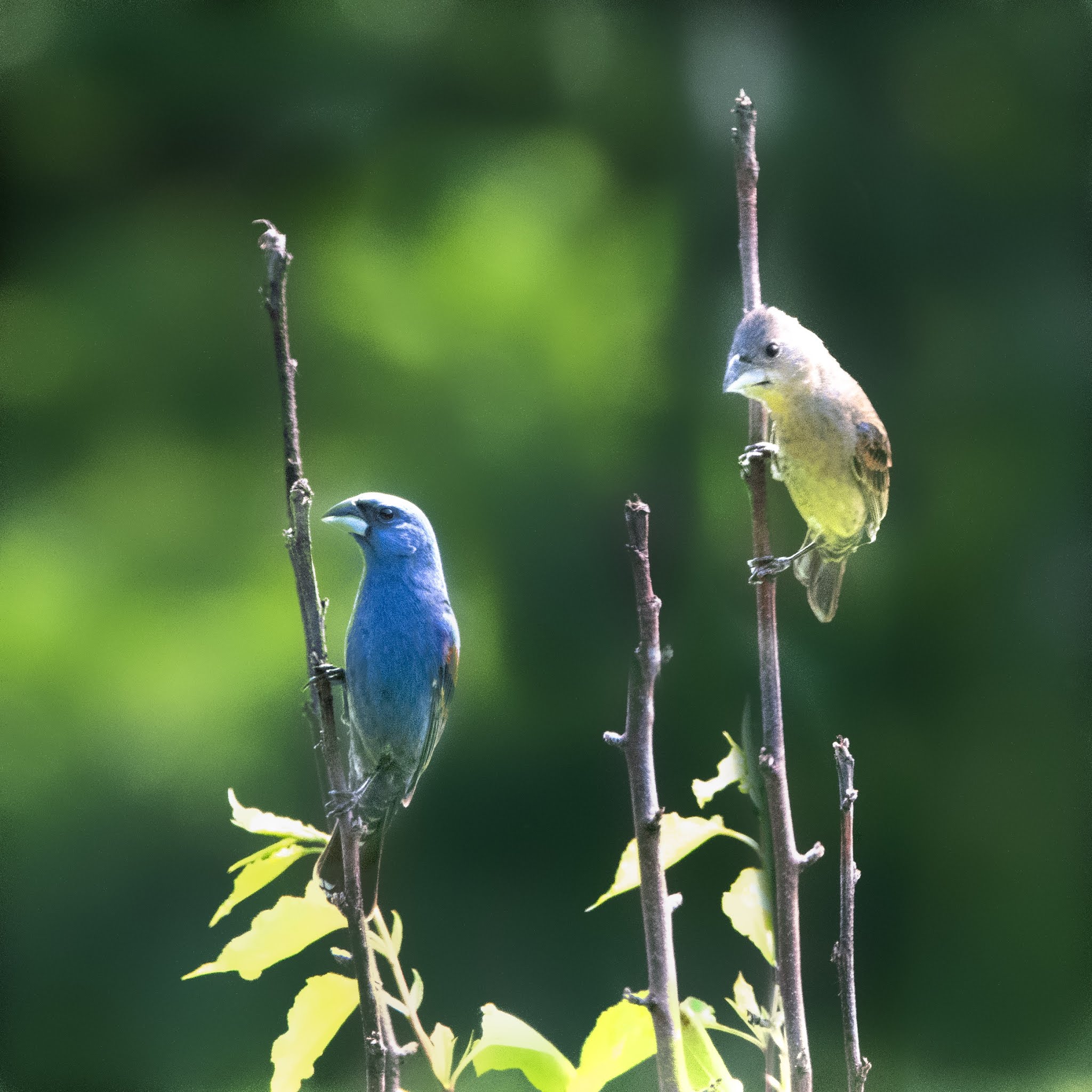 Blue Grosbeaks today in Valley Forge