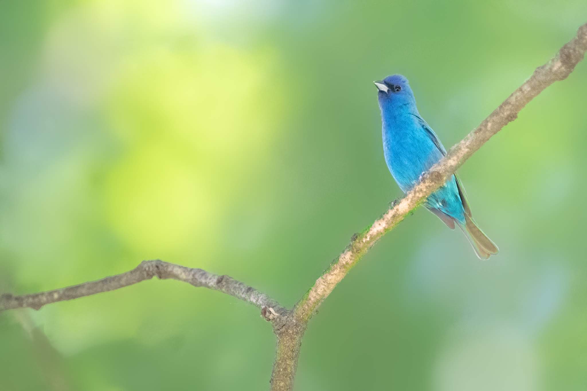 My New Friend – The Indigo Bunting