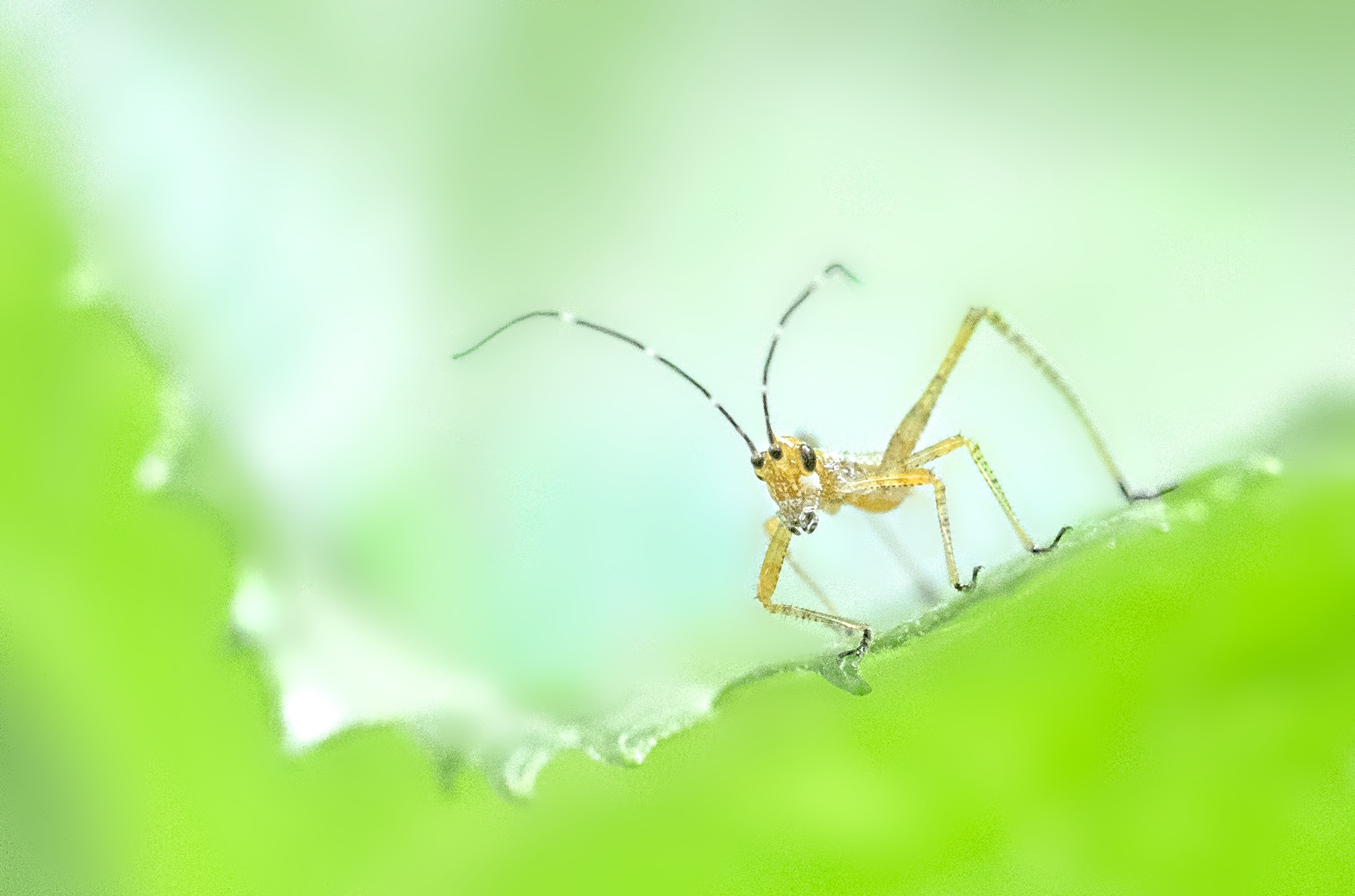 My Favorite Bug (today) – The Nymph Katydid