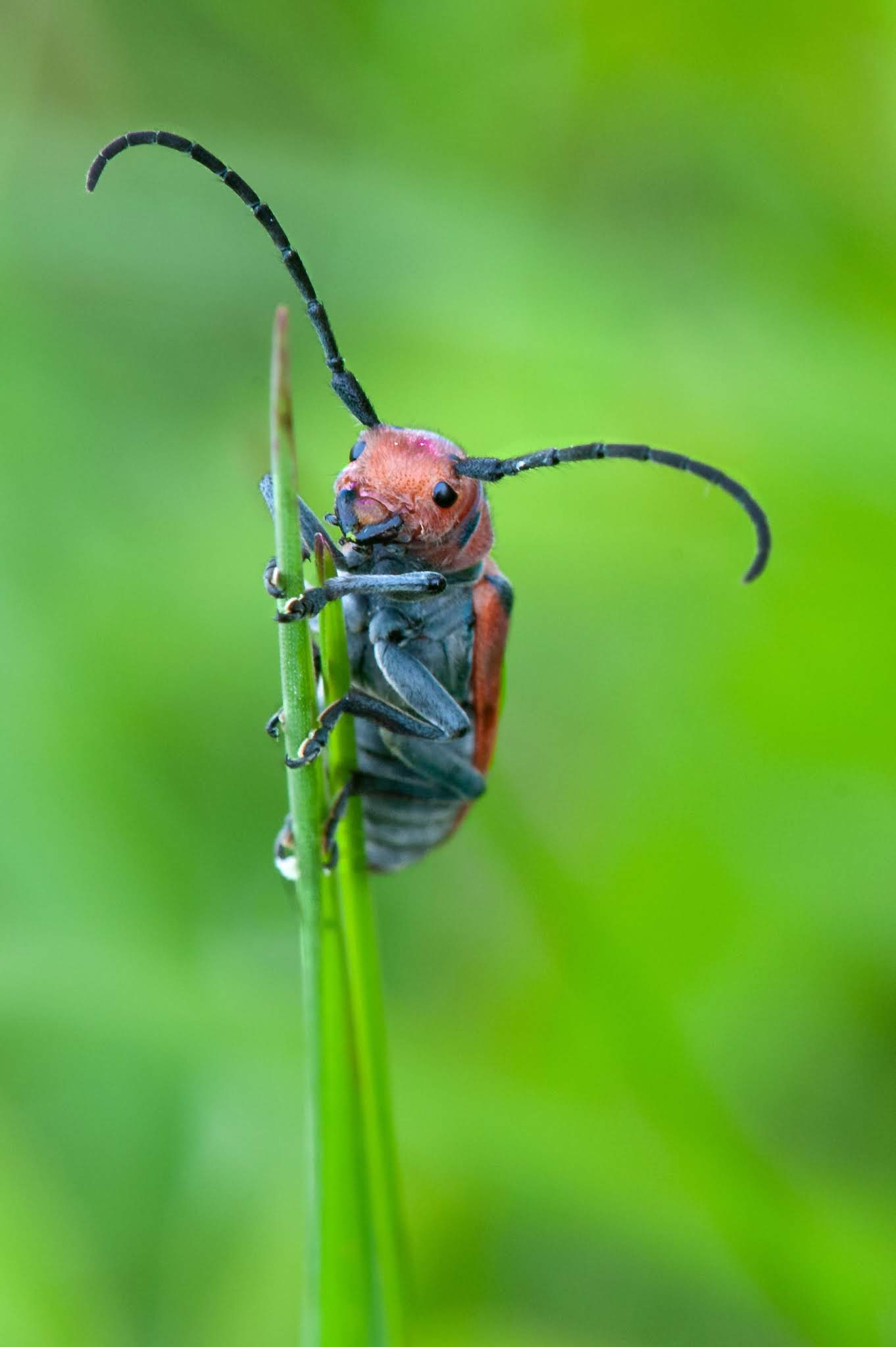 The Shy Milkweed Borer