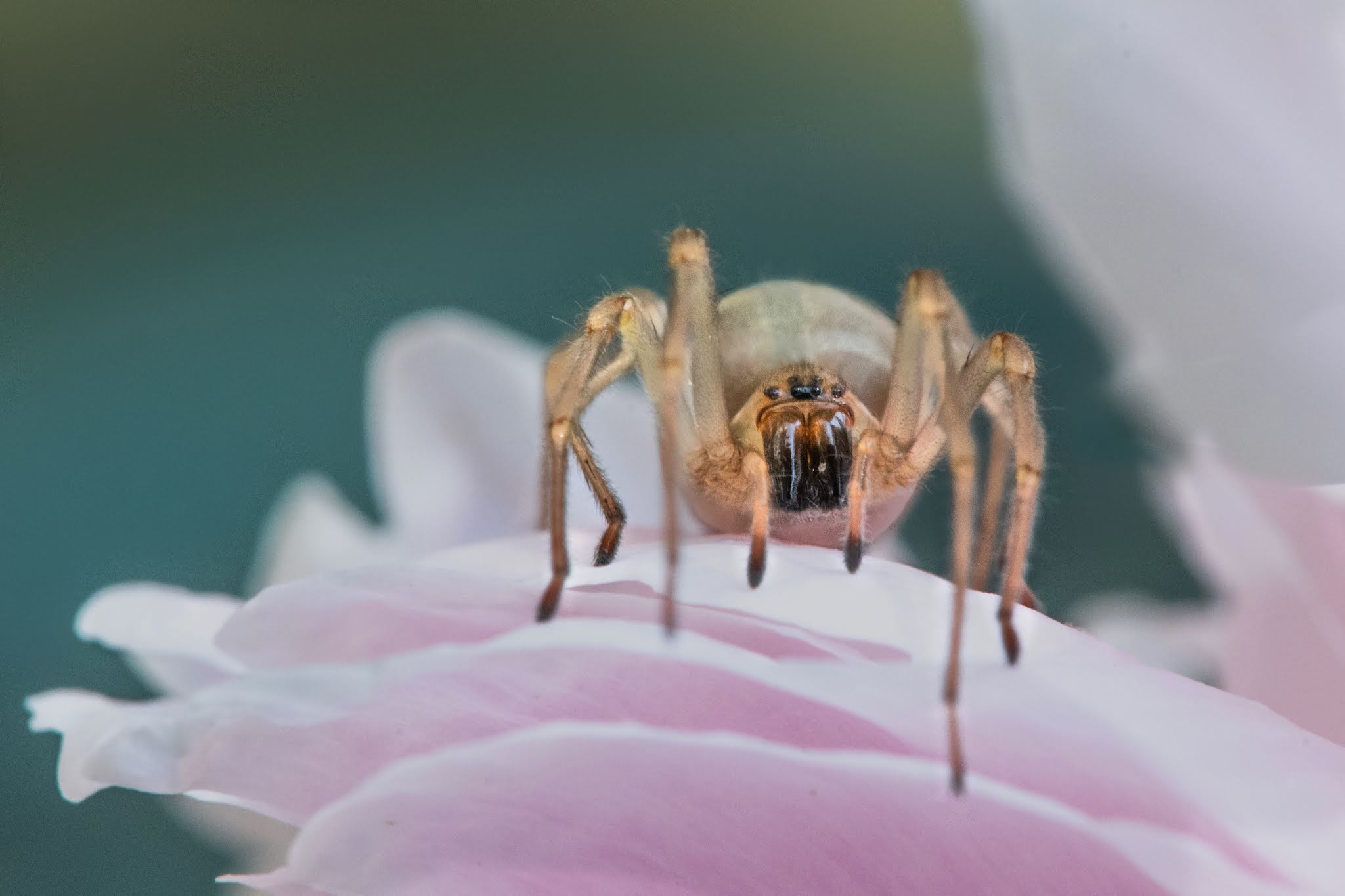 Cheiracanthium Spider on the Peony
