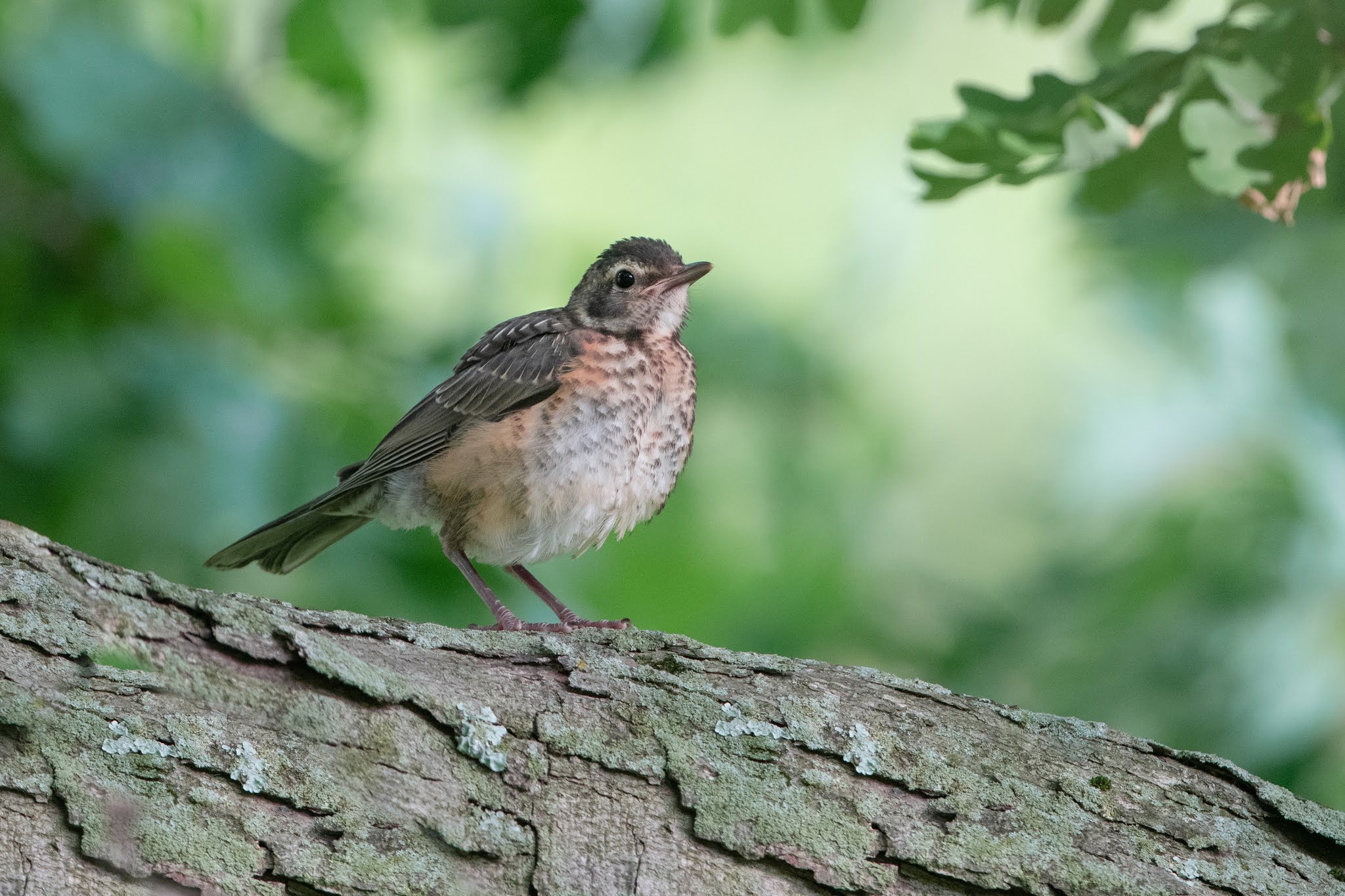Bored Baby Robin Waiting for Mom in Valley Forge