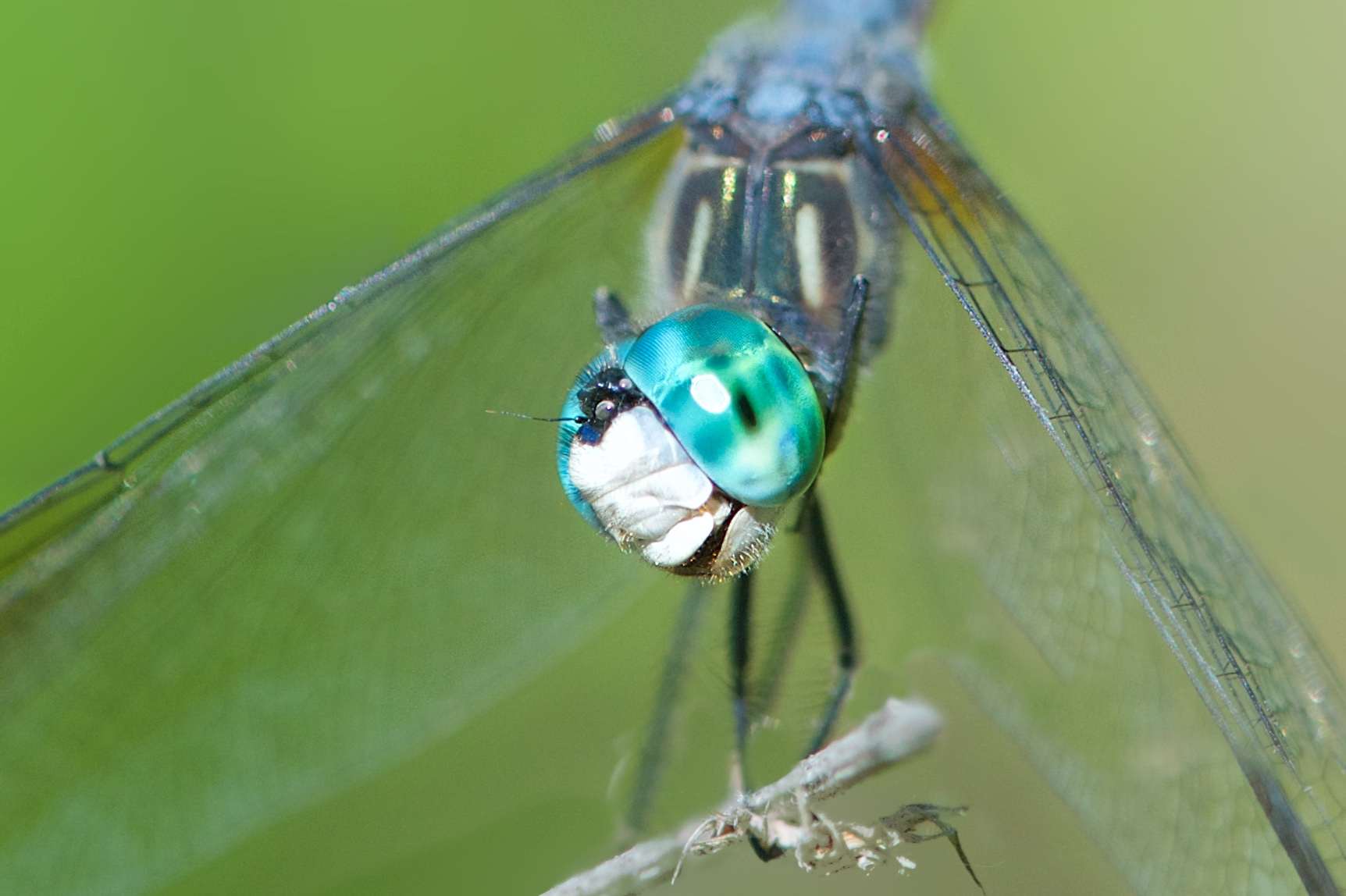 The Eye of the Dragonfly