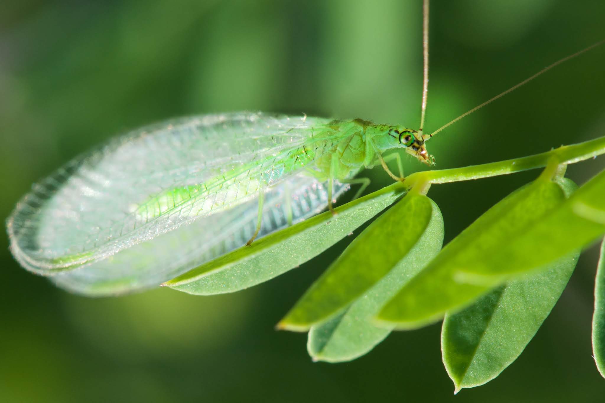 The Lovely Lacewing