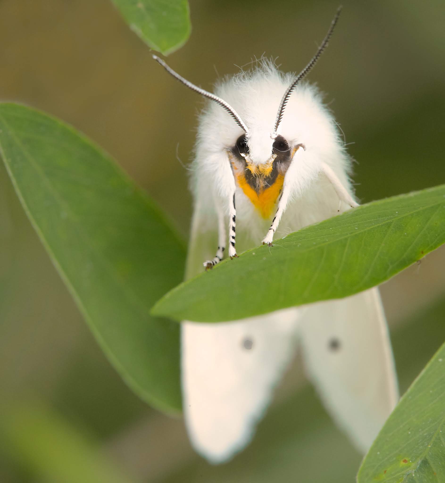 Skeptical Satin Moth