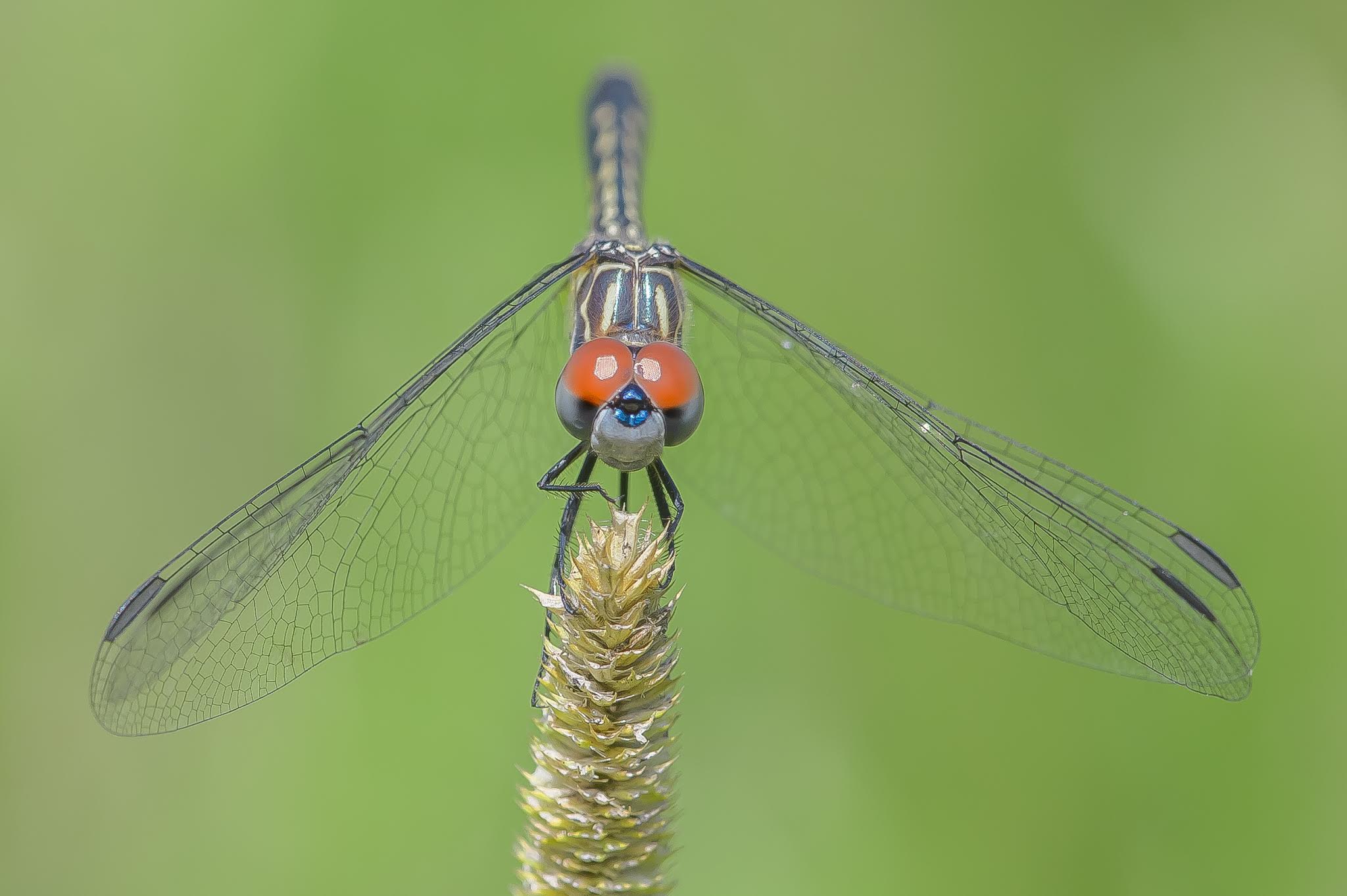 How I Love the Insects