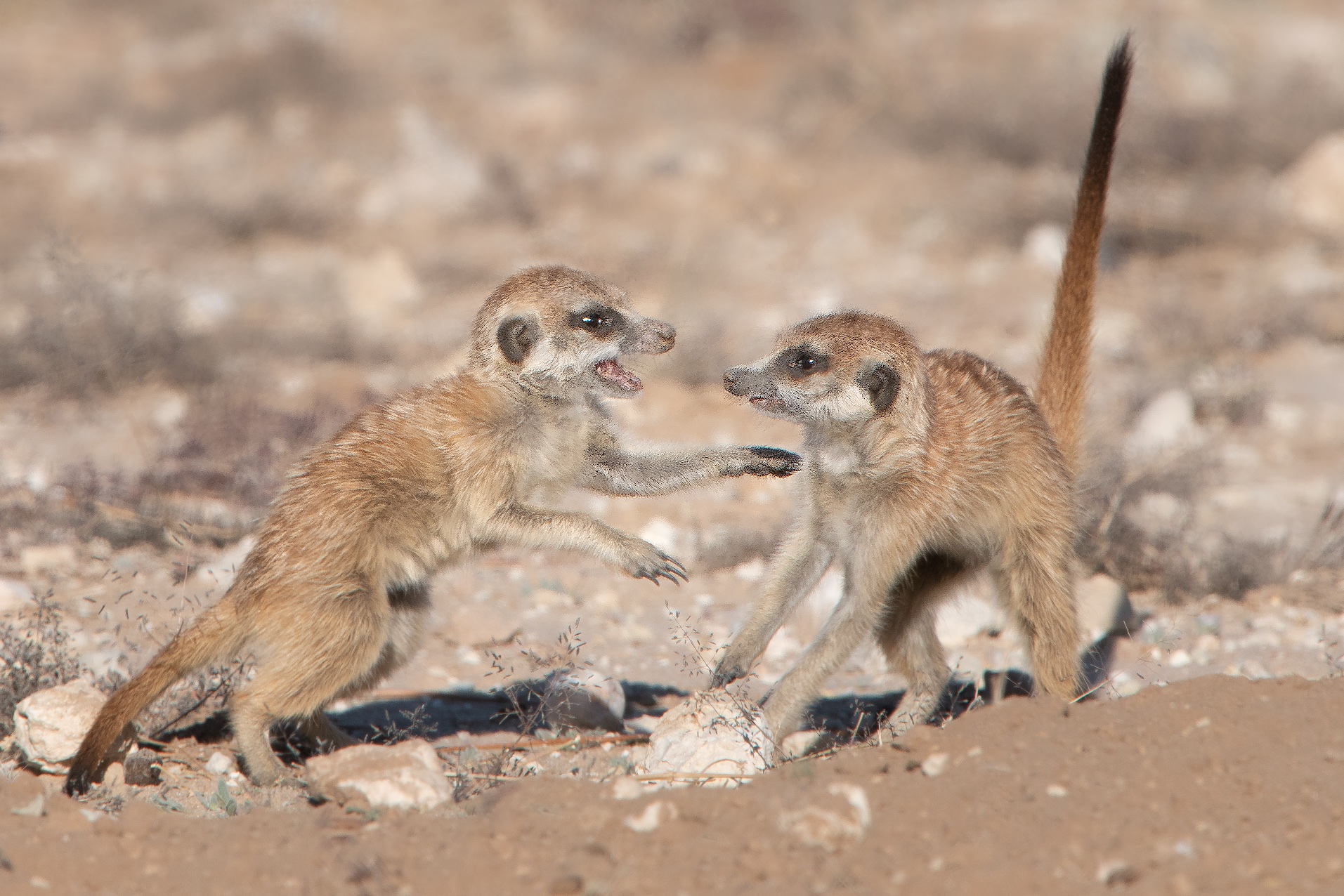 The Meerkat Pups at Play