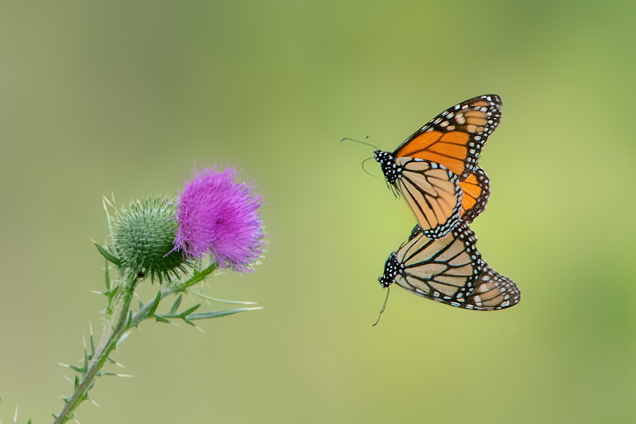 Mirror Monarchs (Click for Best Viewing)