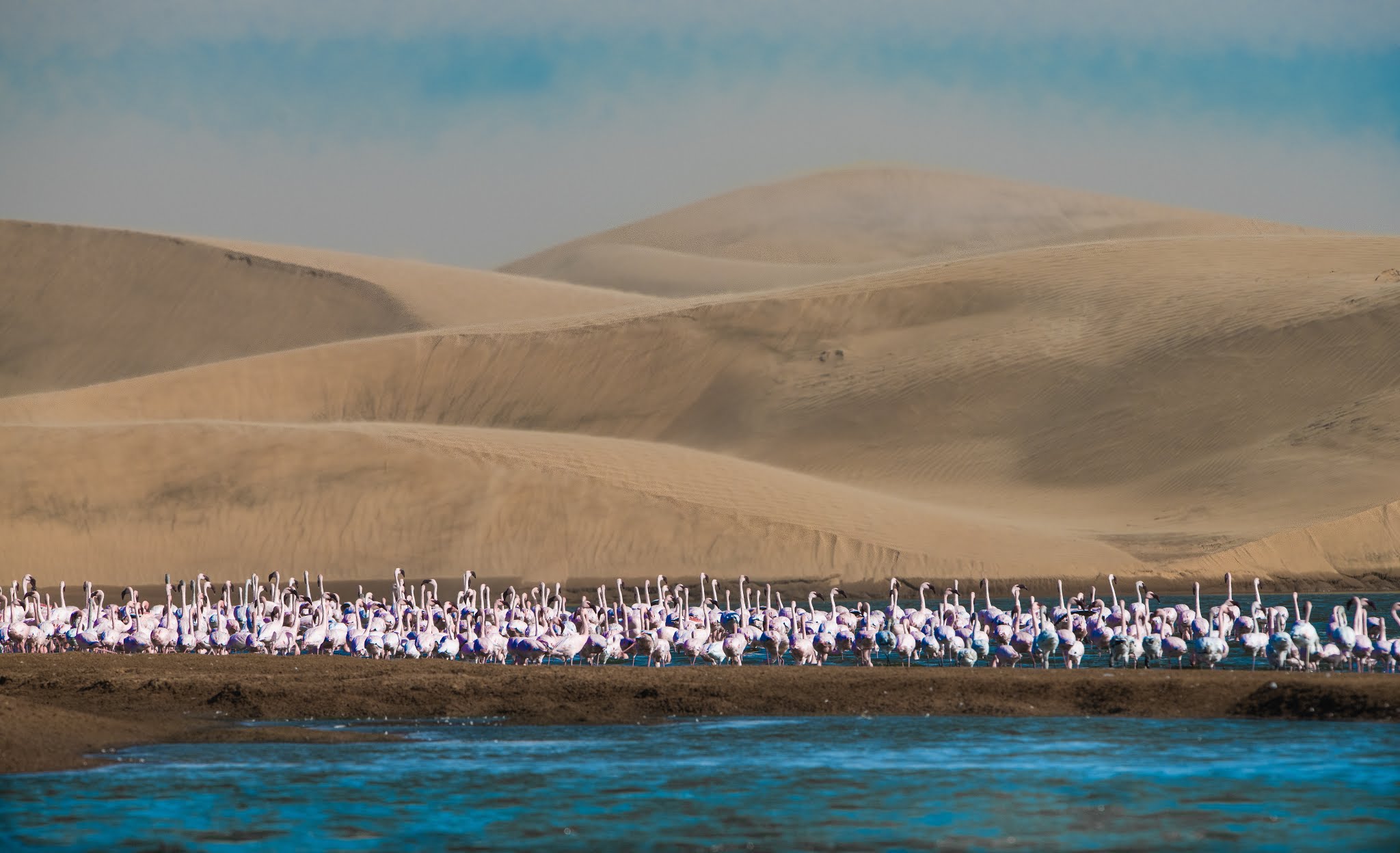 Pink Flamingoes and Sand Dunes At Walvis Bay, Namibia