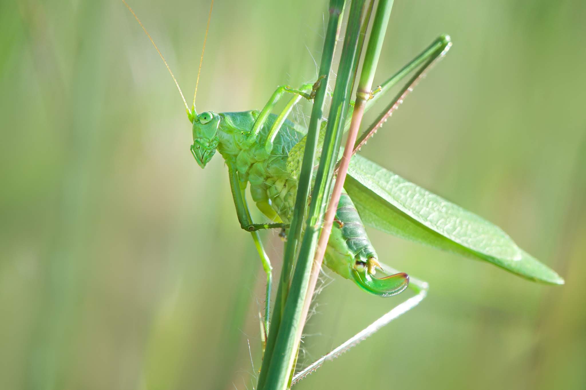 Mrs. Katydid in the Hot Hot Valley Forge Today