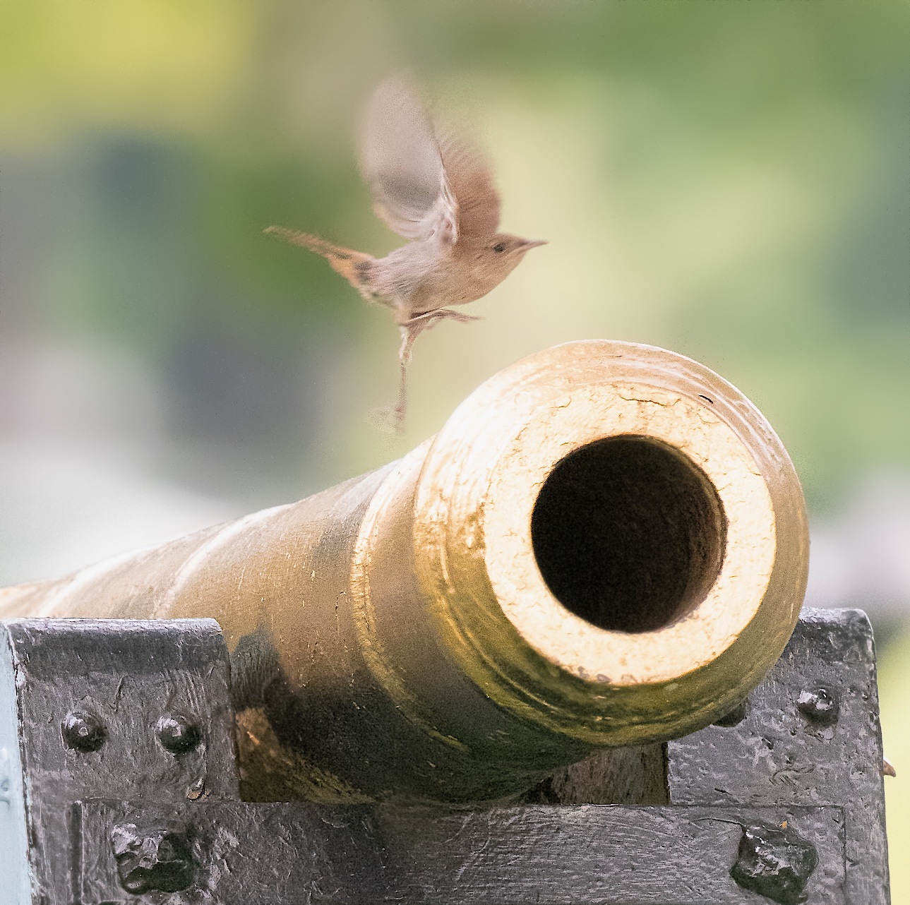 High Stepping House Wren