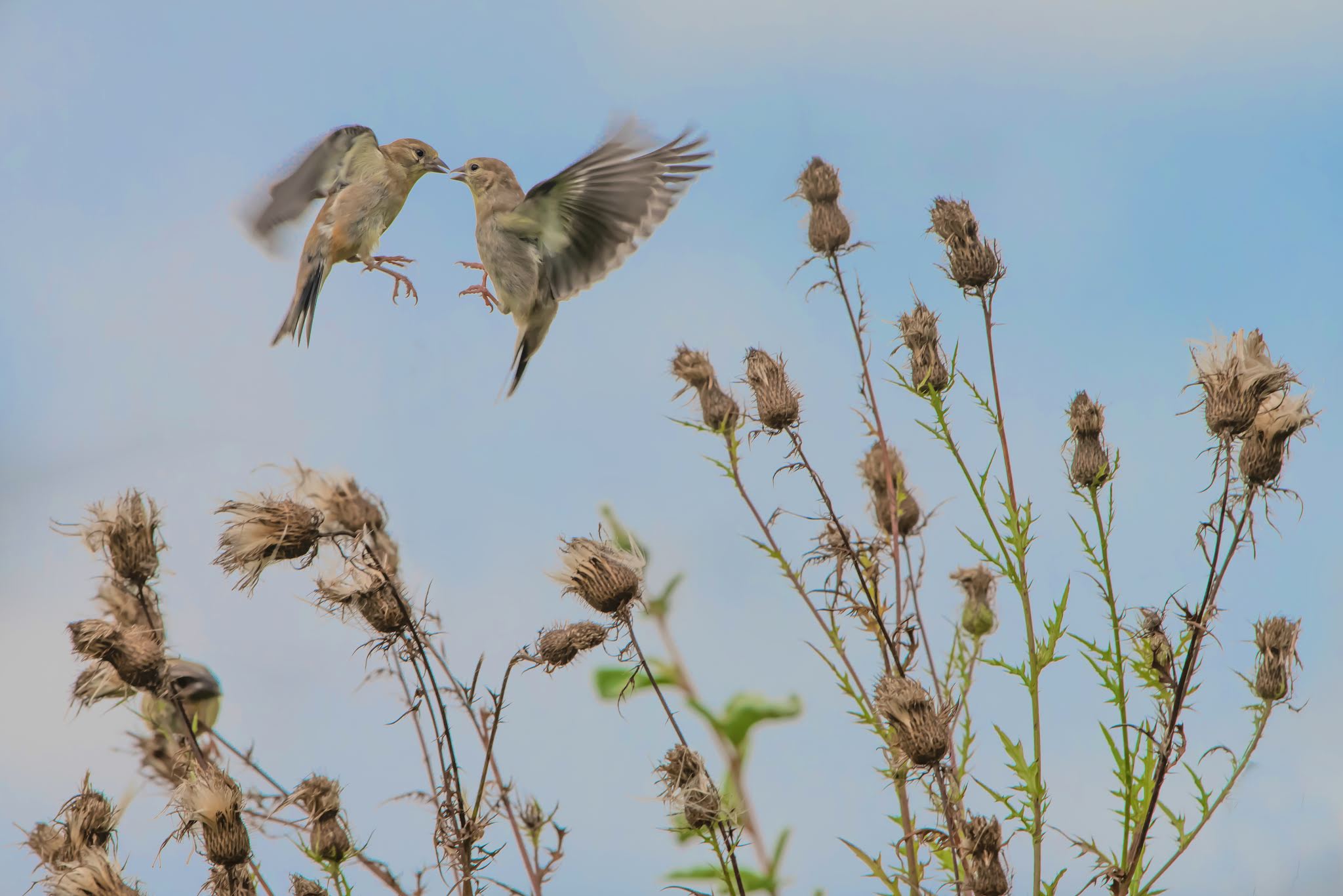 Goldfinch Fighting Over Thistle Blossoms