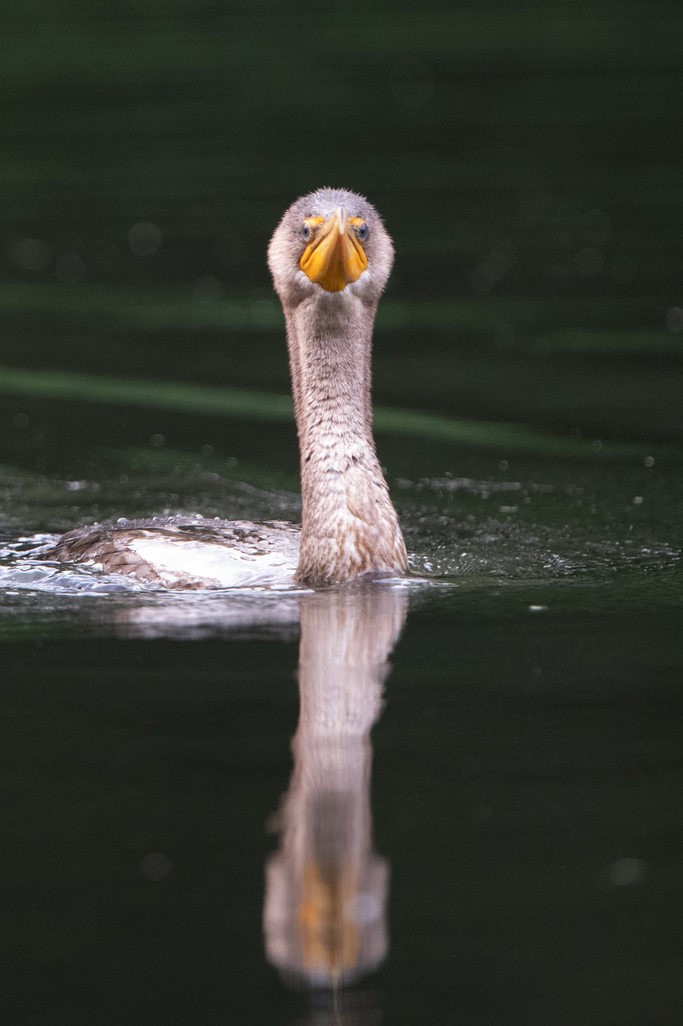 Cormorants at Eastern College Pond