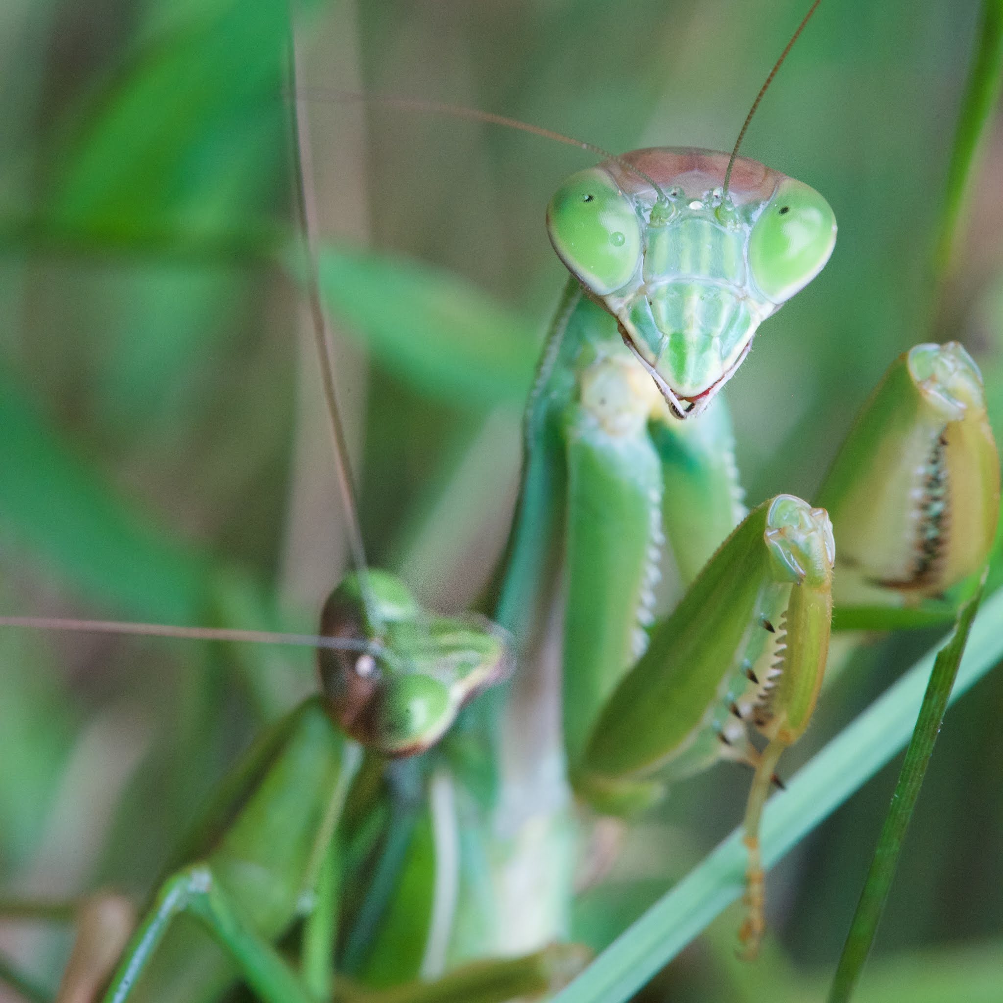 Pure Joy for a Bug Lover