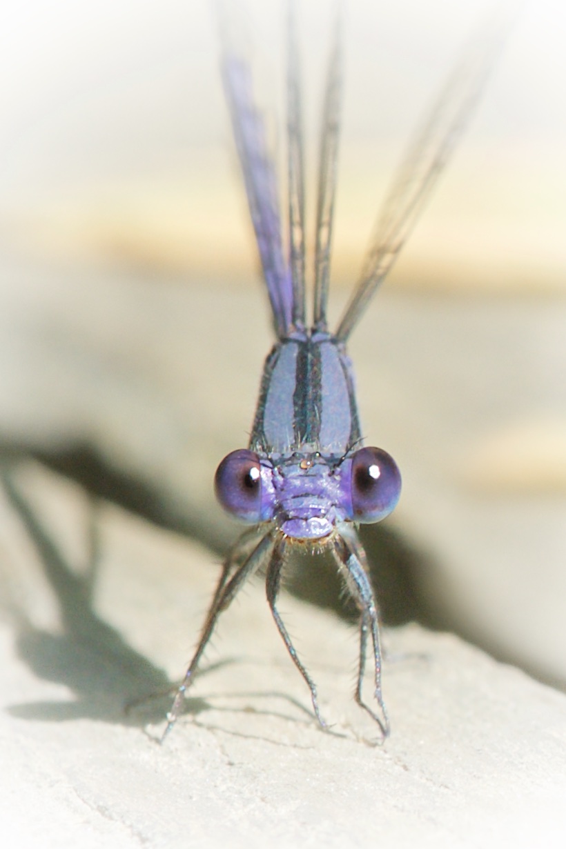 Mr. Blue Eyes at Eastern College Pond