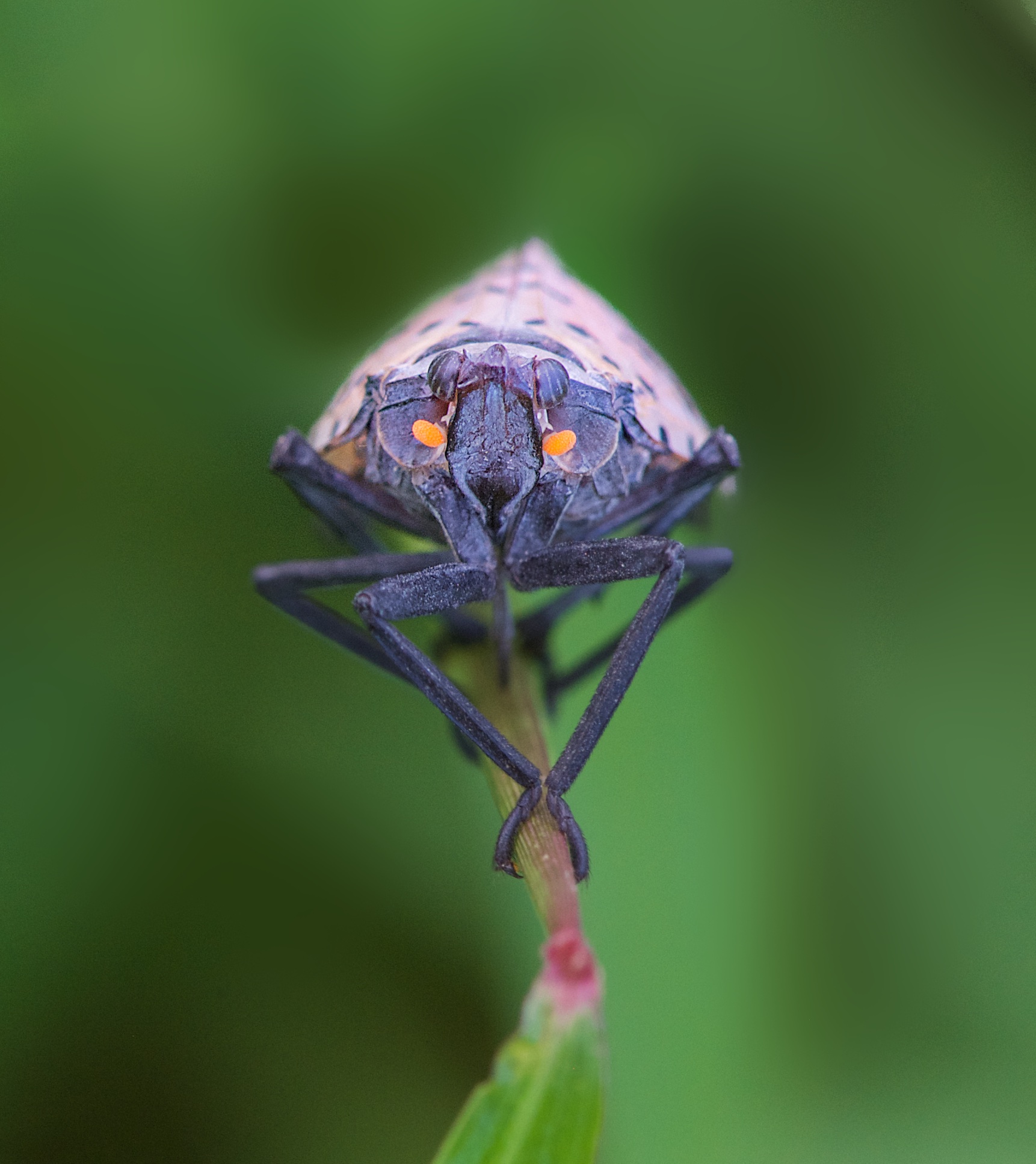 The Spotted Lantern Fly