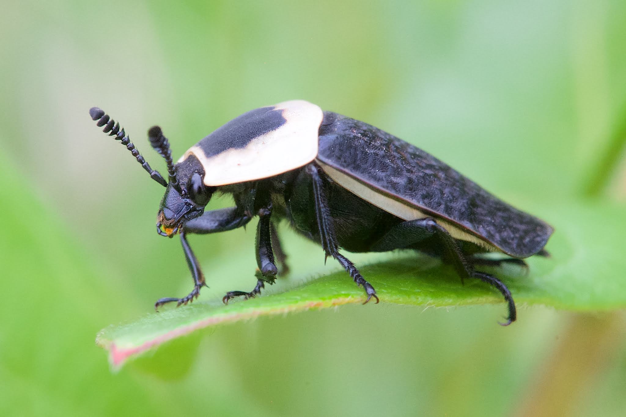 Portrait of The American Carrion Beetle