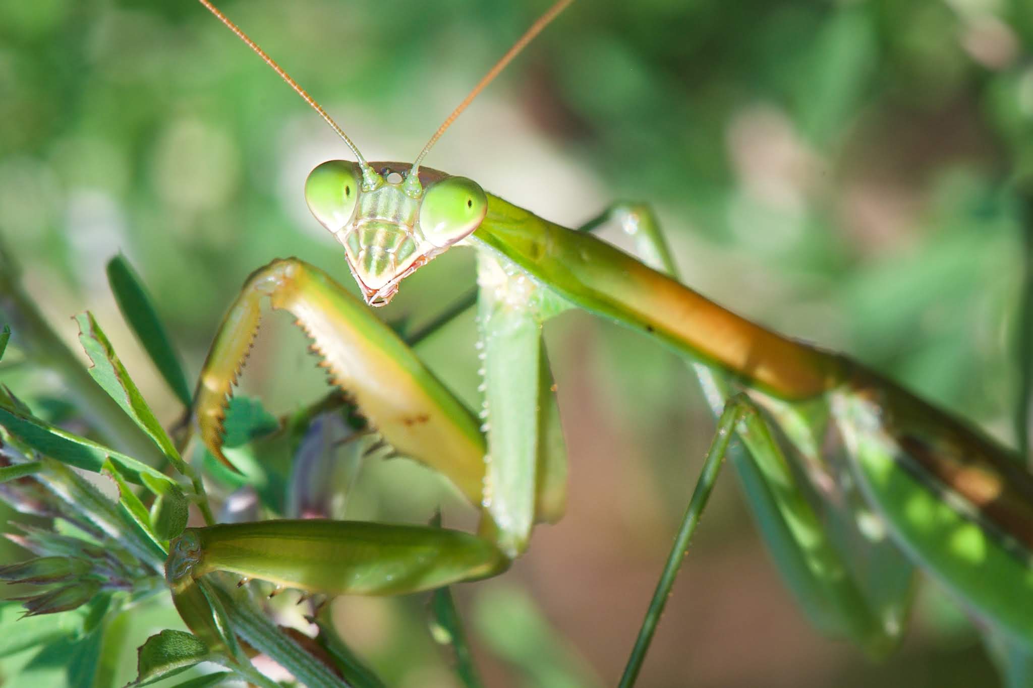 The Praying Mantis in Valley Forge Today