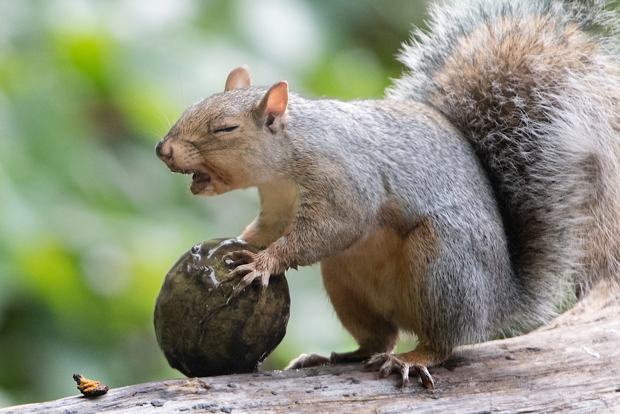“Oh, I think this must be a bad nut.”