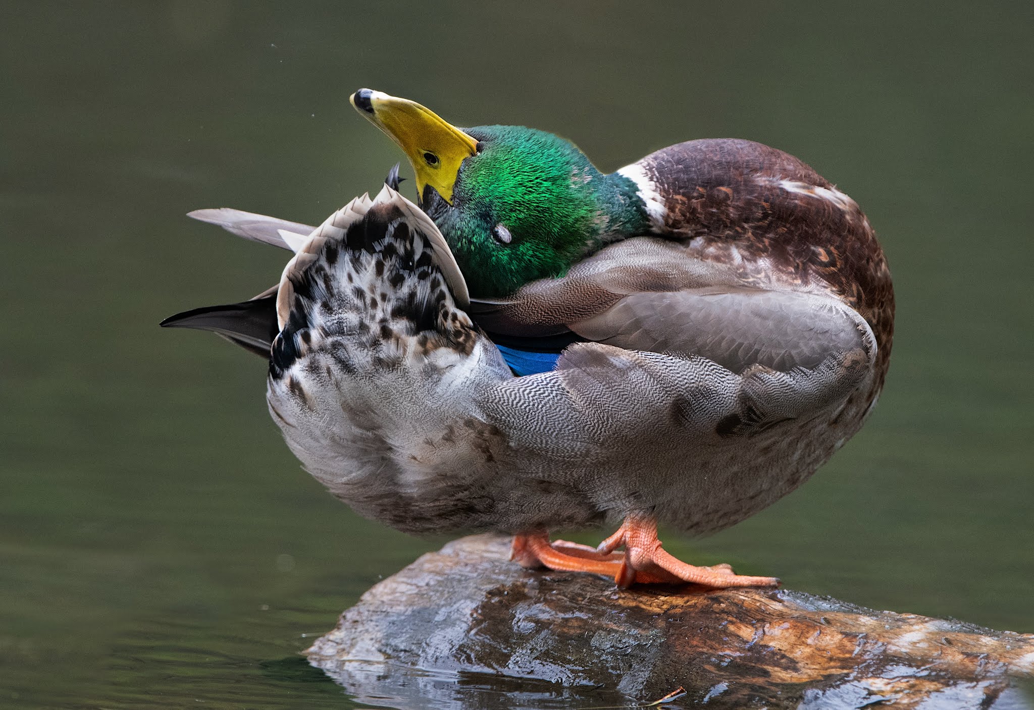 Mallard Nap