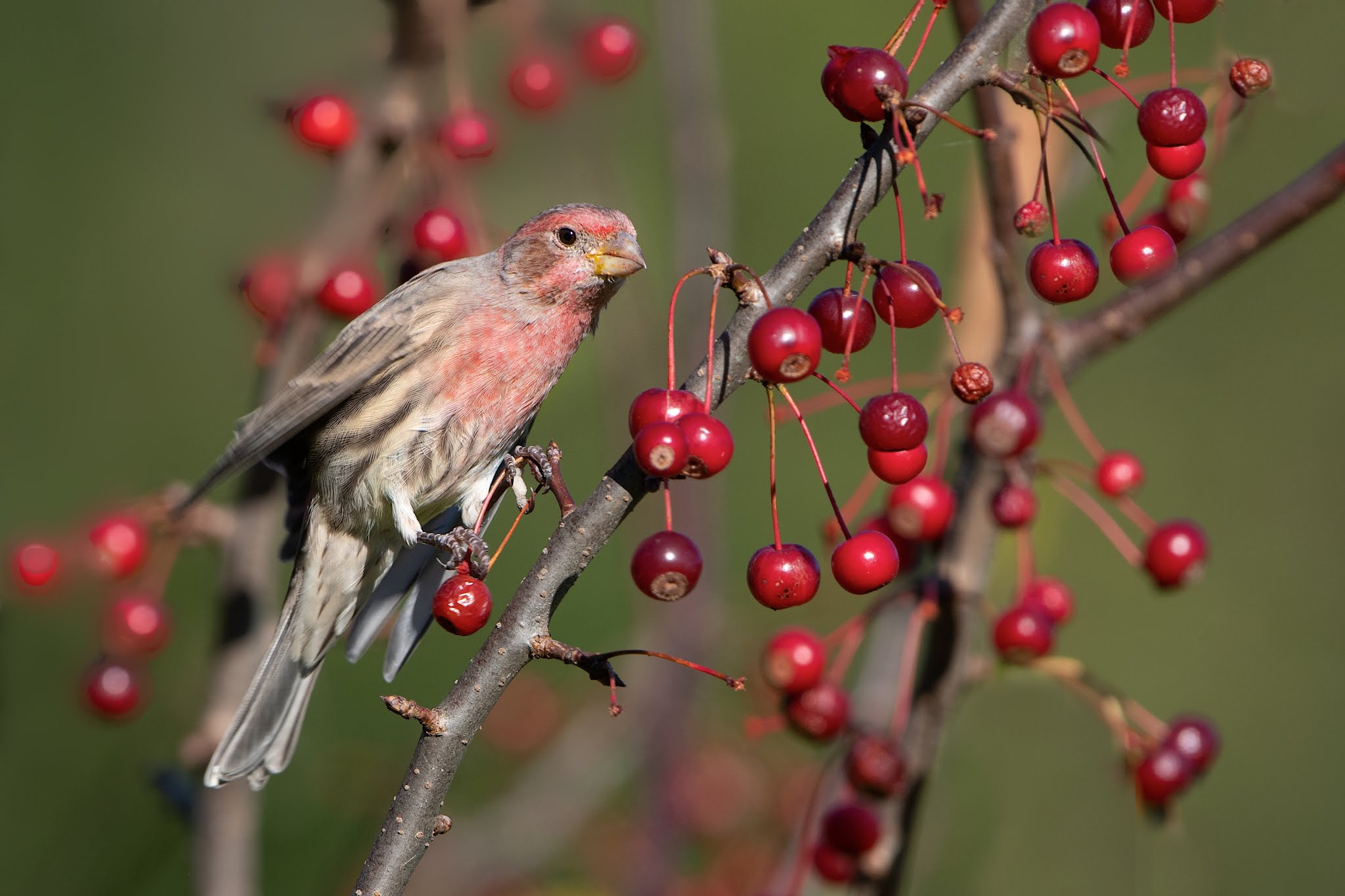 Male House Finch and the Crabapples