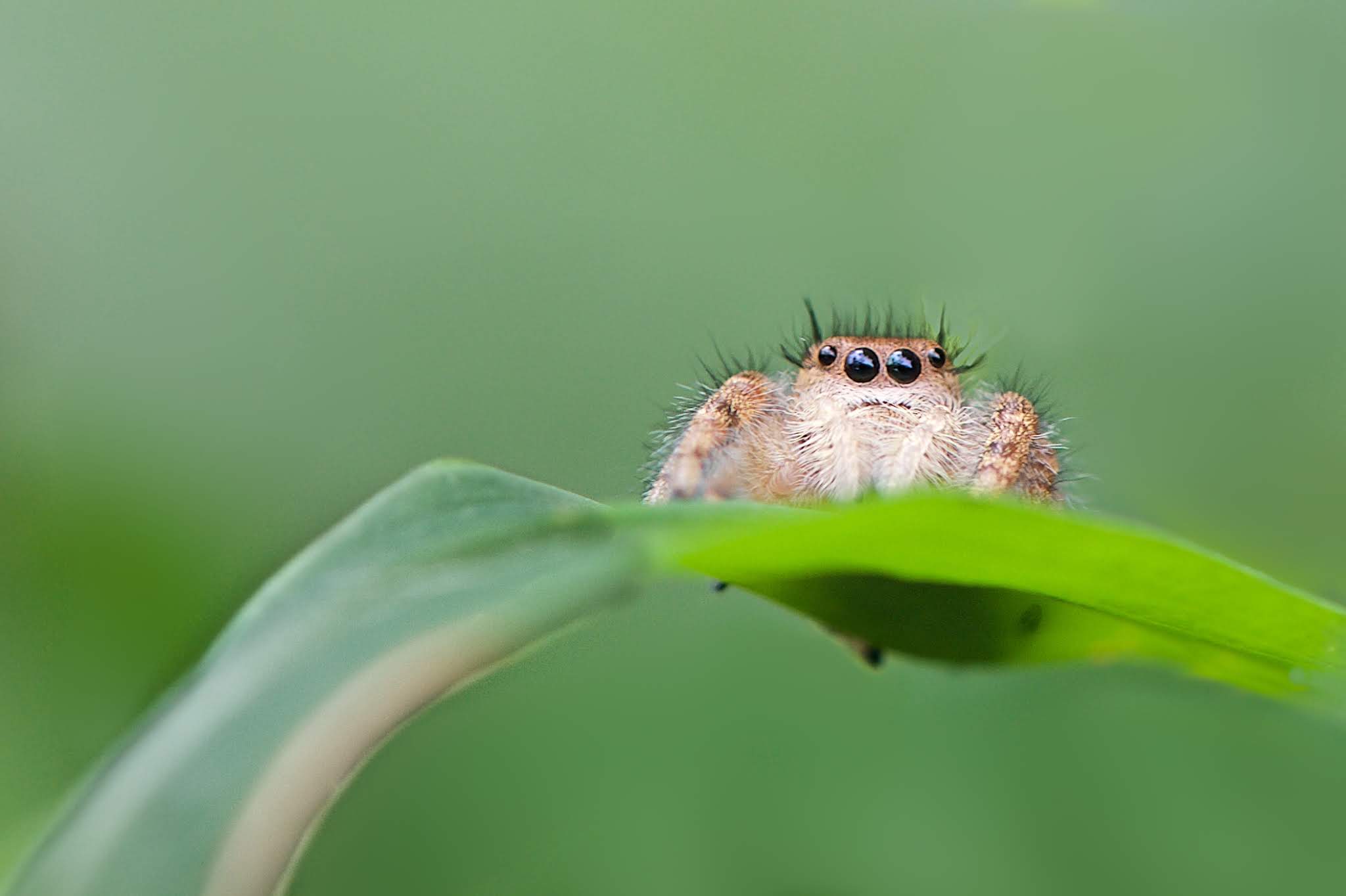 Just Hanging Out on a Leaf