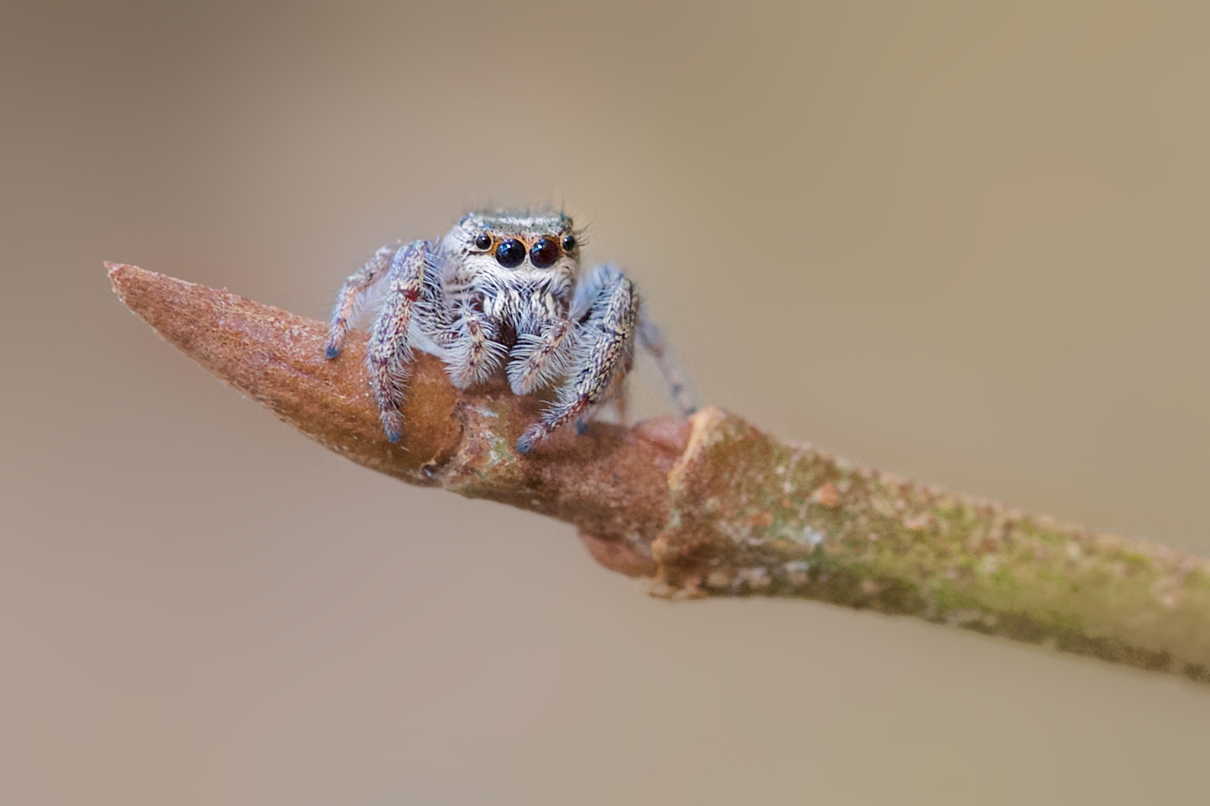 The Cutest Spider EVER!