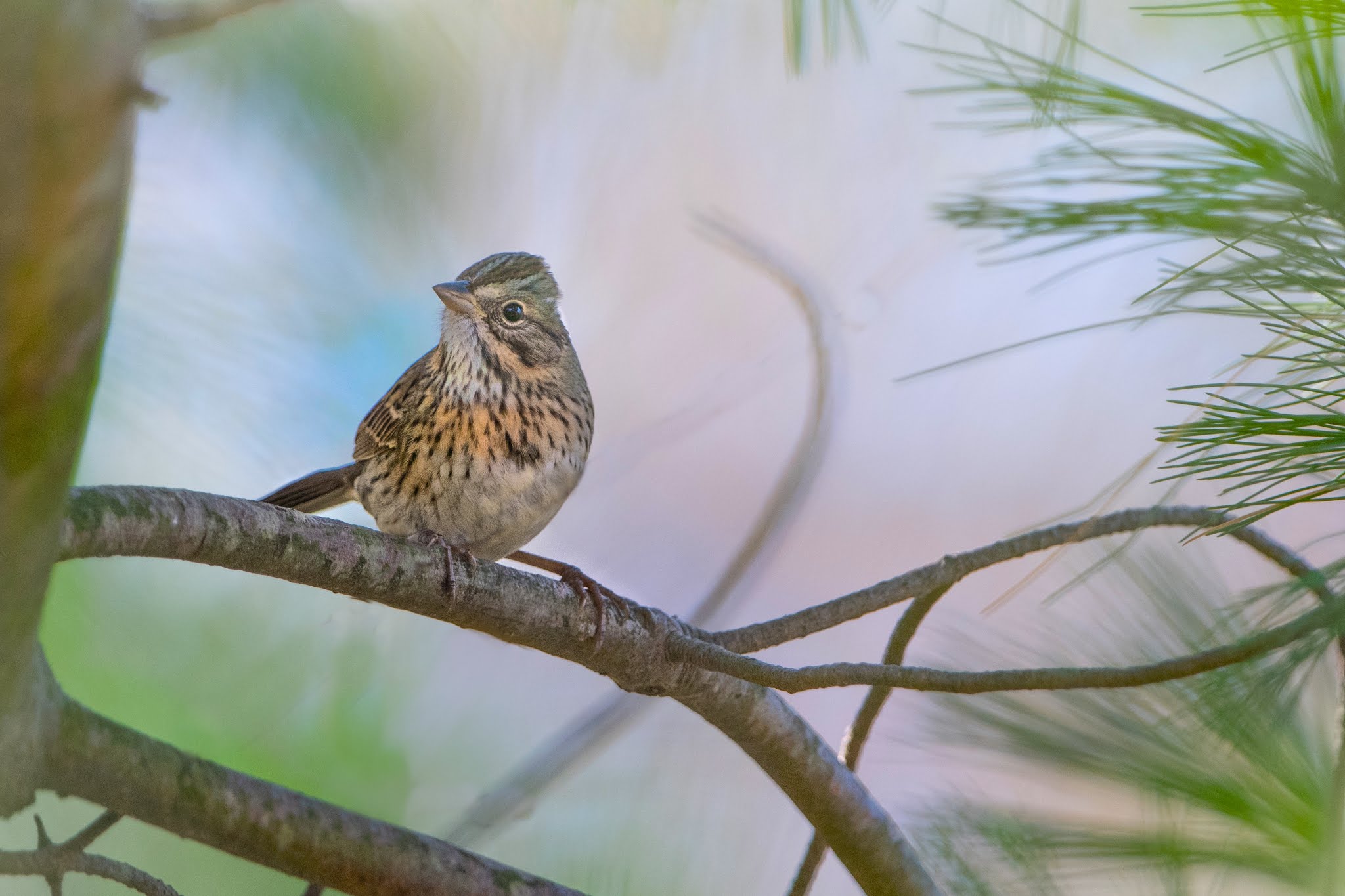 Lincoln’s Sparrow