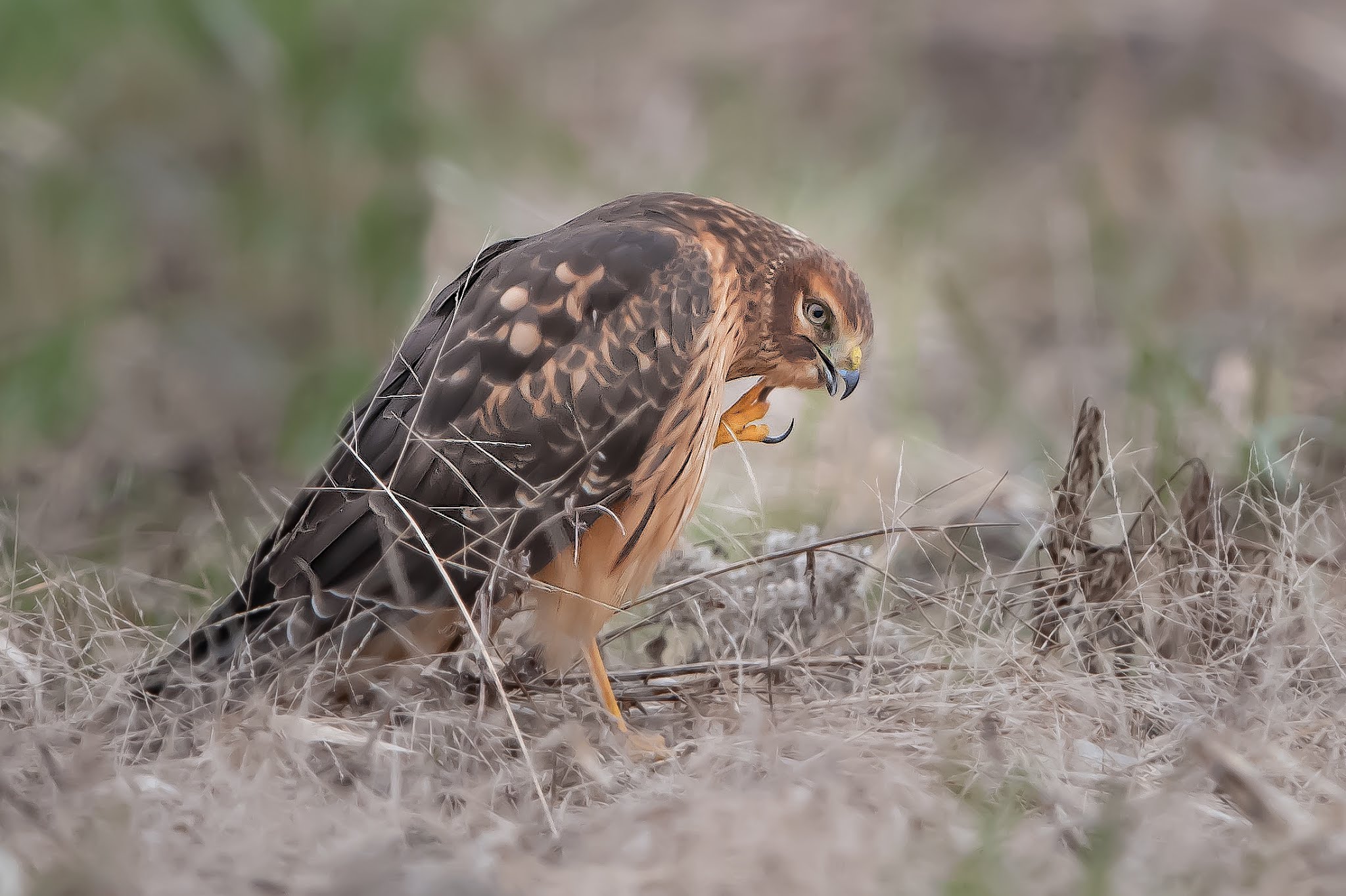 The Harrier has Returned