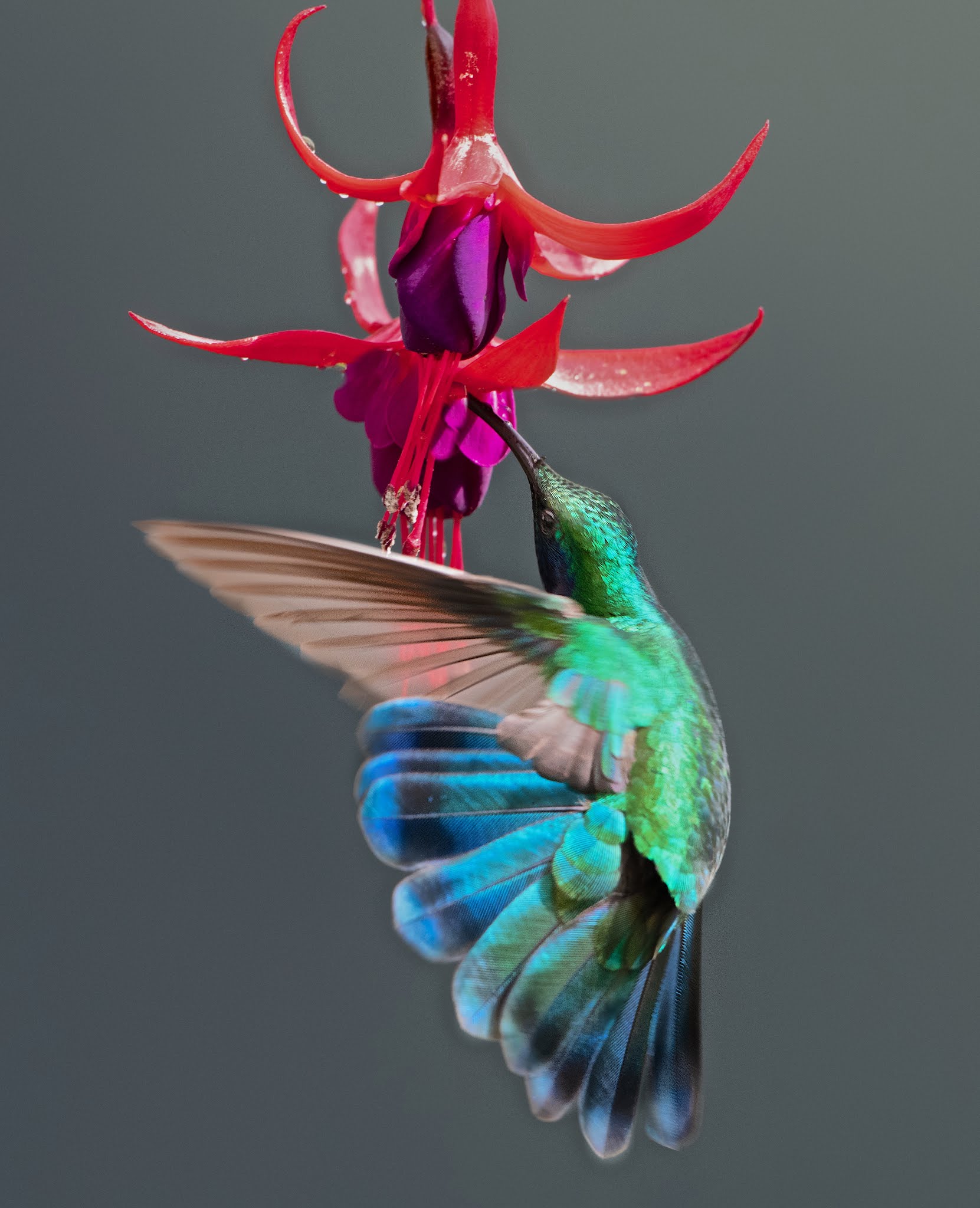 Lesser Volletear Hummingbird