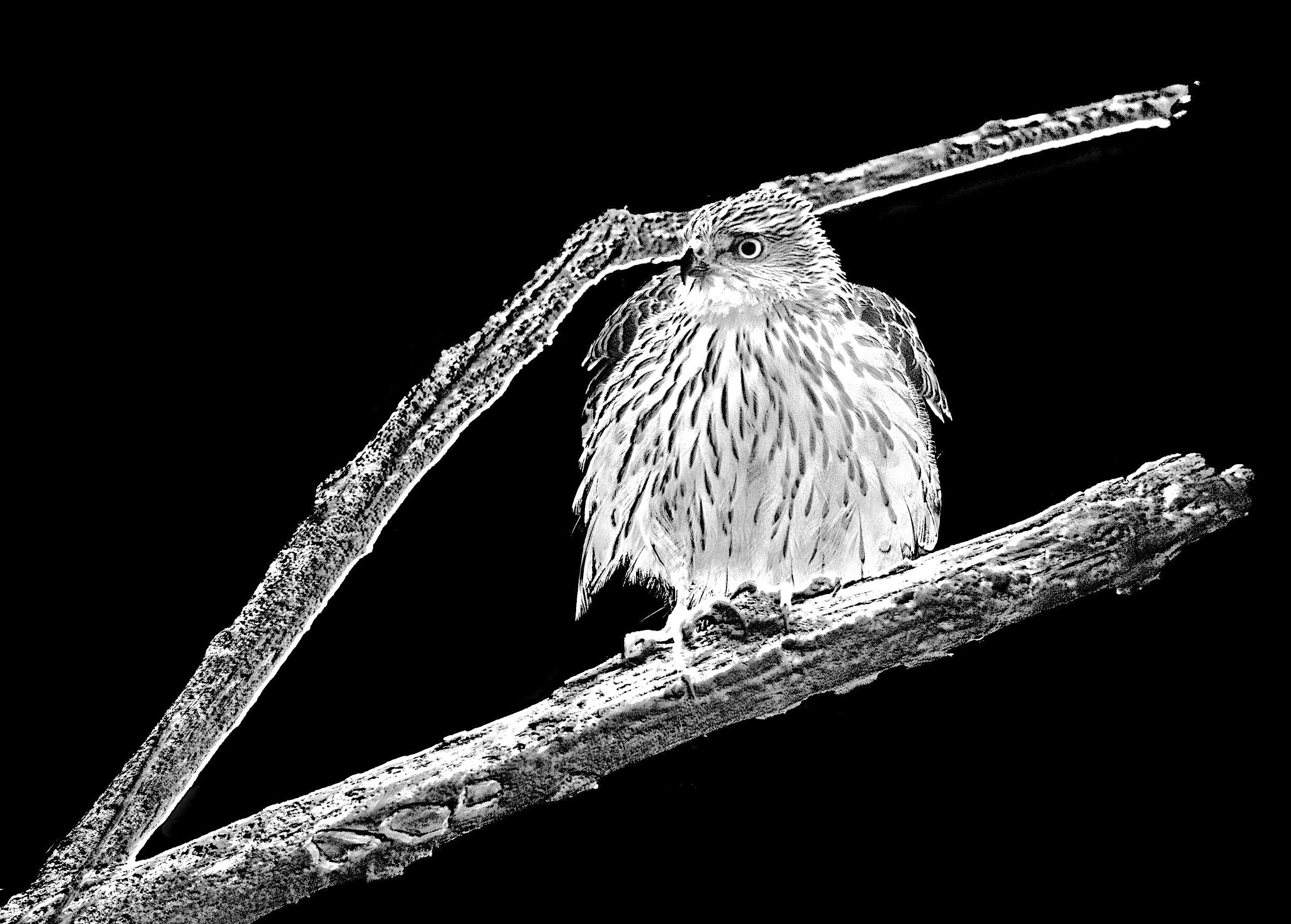 Little Hawk in Black and White