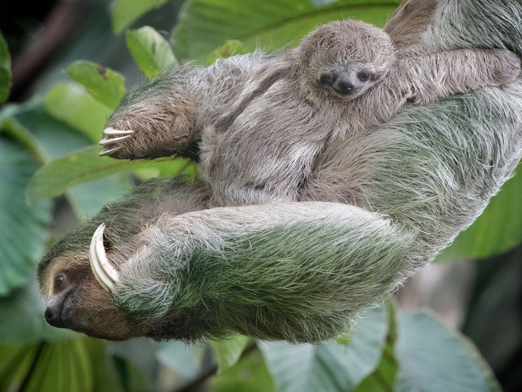 Mom and Babe Sloth in Somebody’s Back Yard in Costa Rica