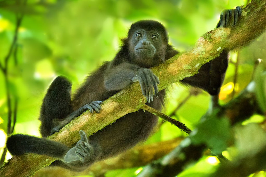 Conversation with the Howler