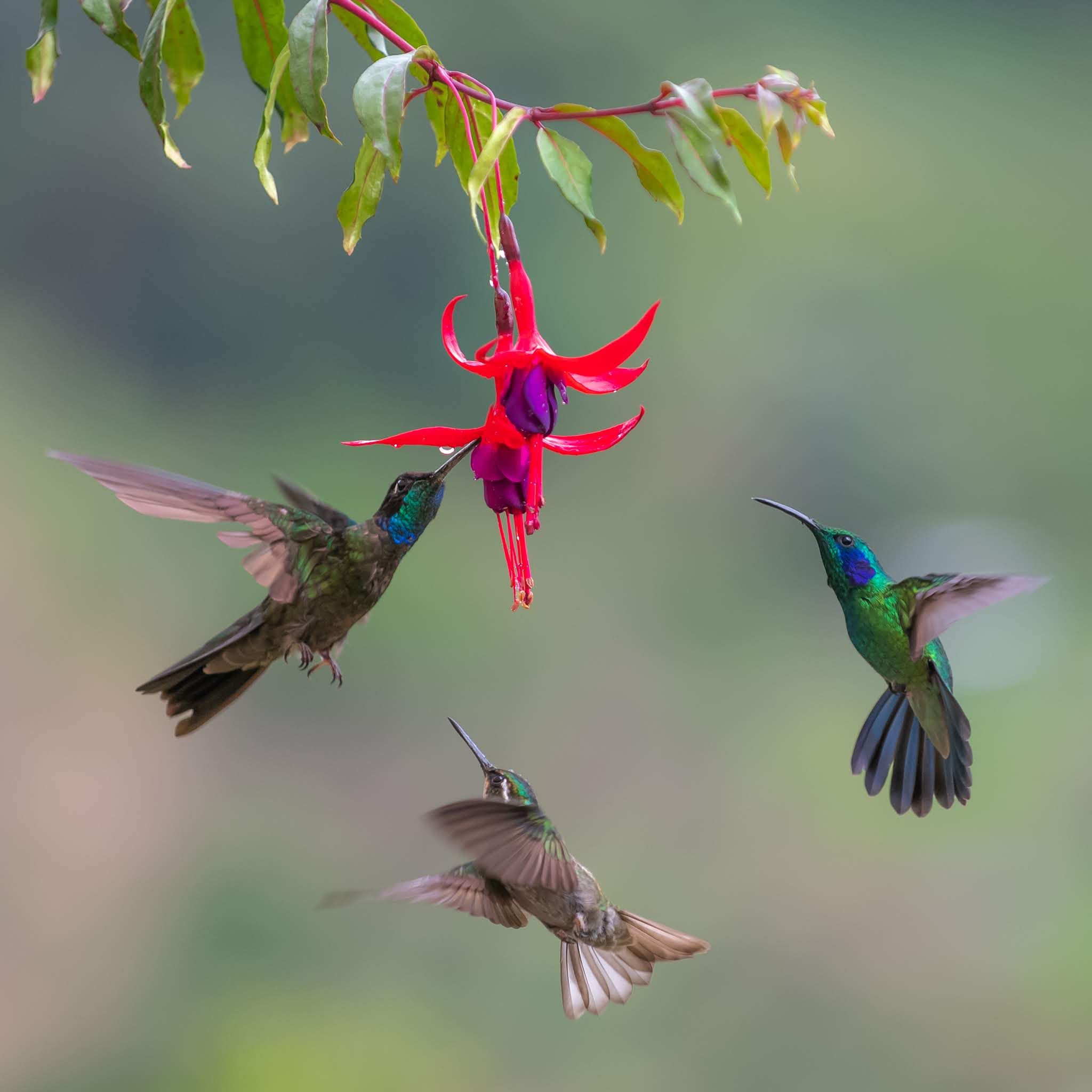 The Dancing Hummingbirds