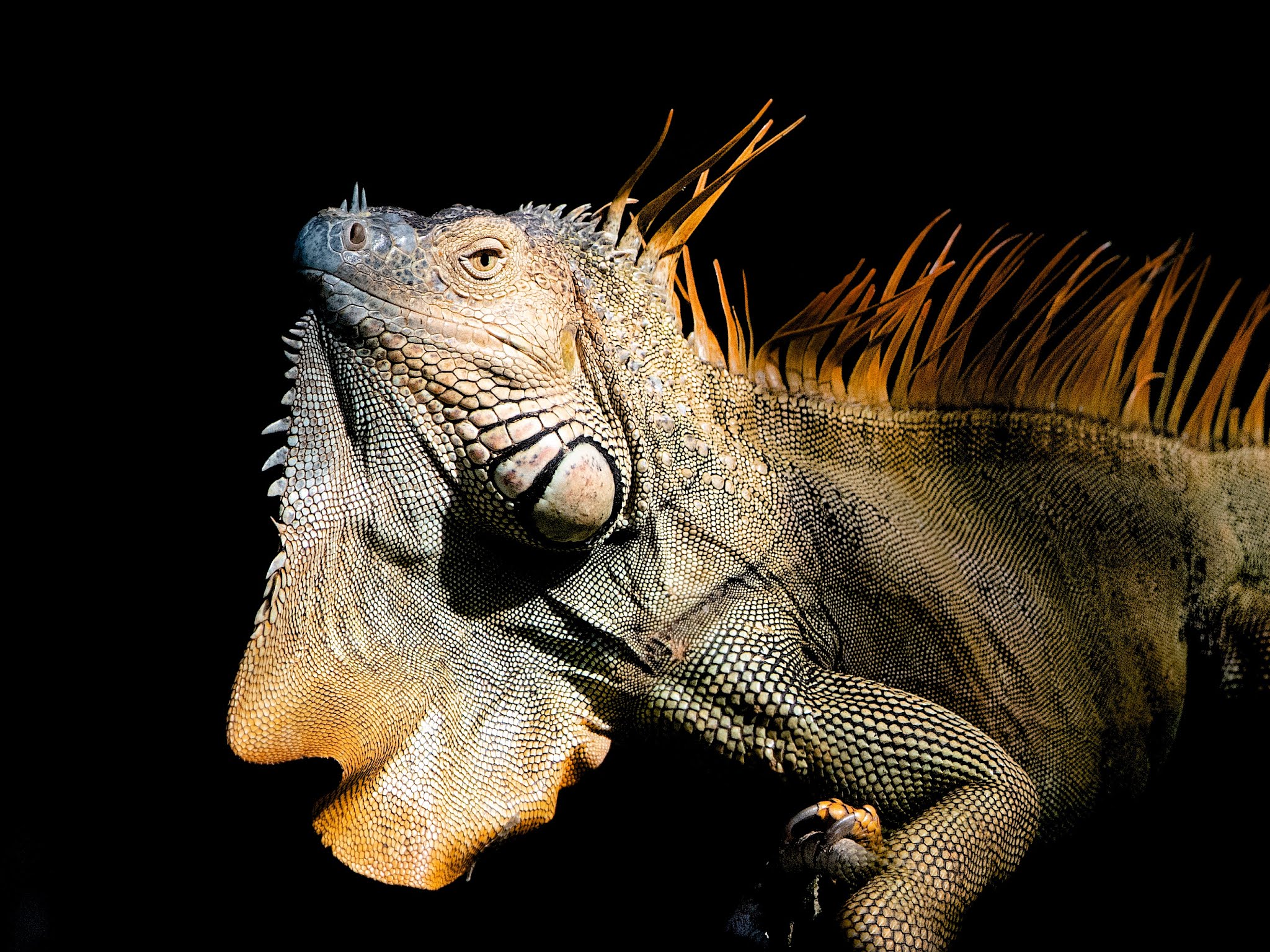 Green Iguana Turns Orange