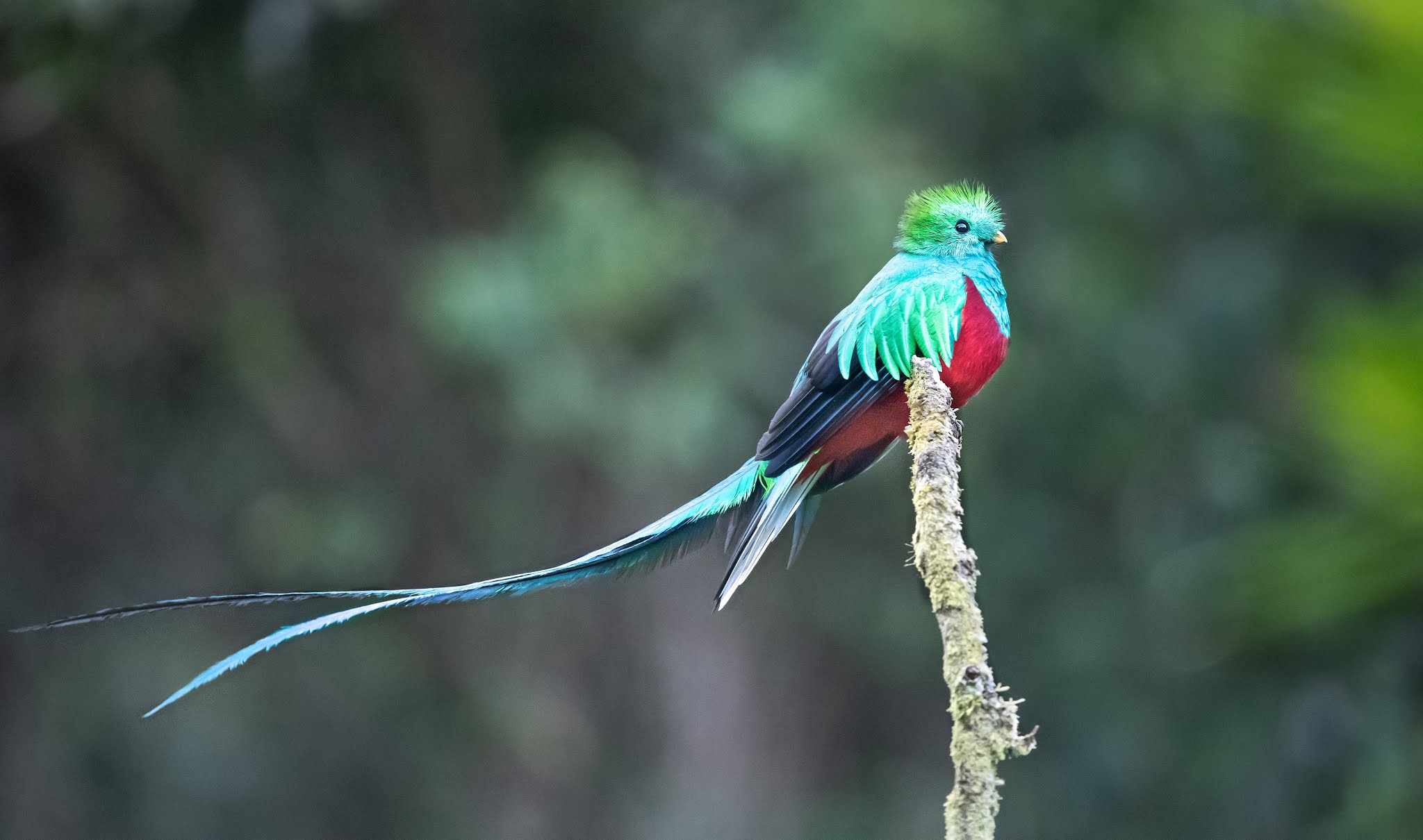 The Resplendent Quetzal