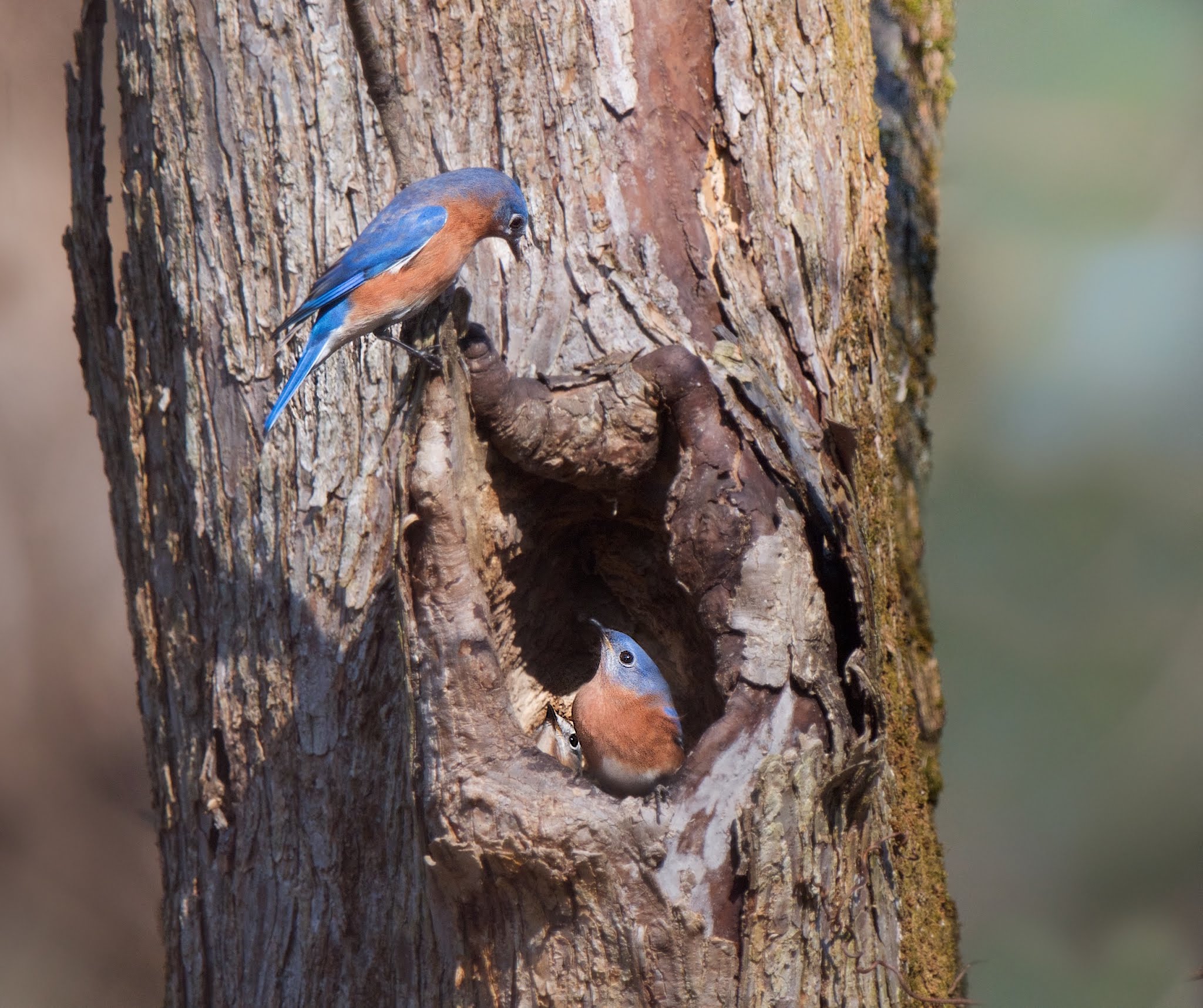Can you find the Third Bluebird? (Click to enlarge)