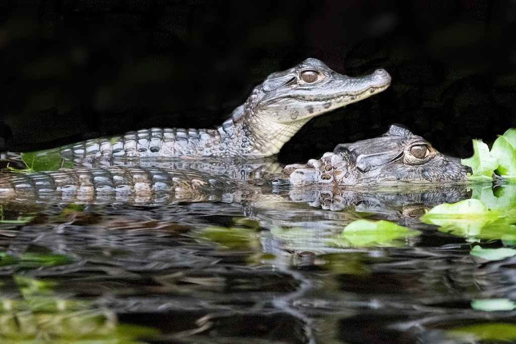 Two Caiman Posing in Costa Rica this Very Morning