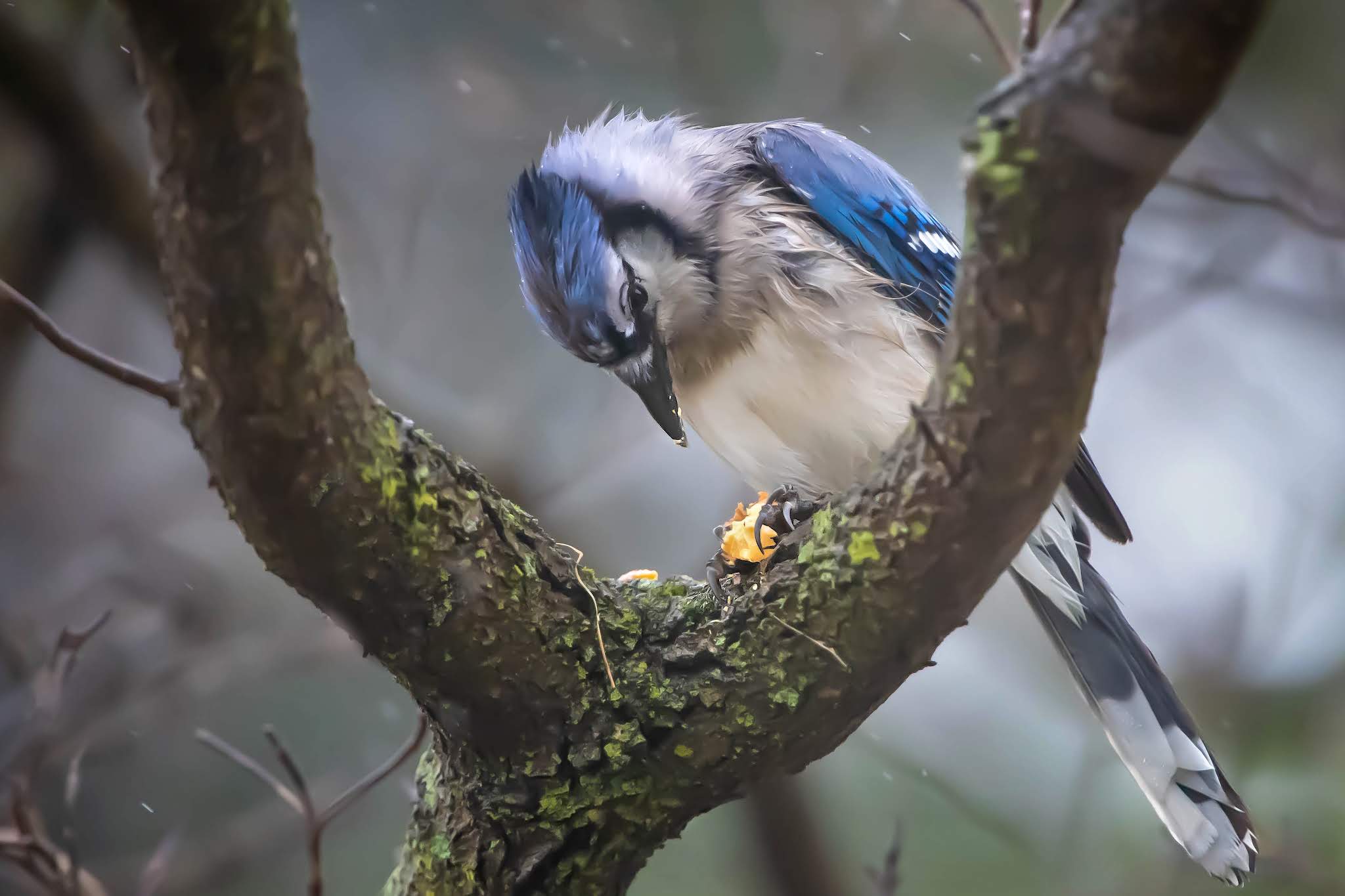 Bluejay in The Rain