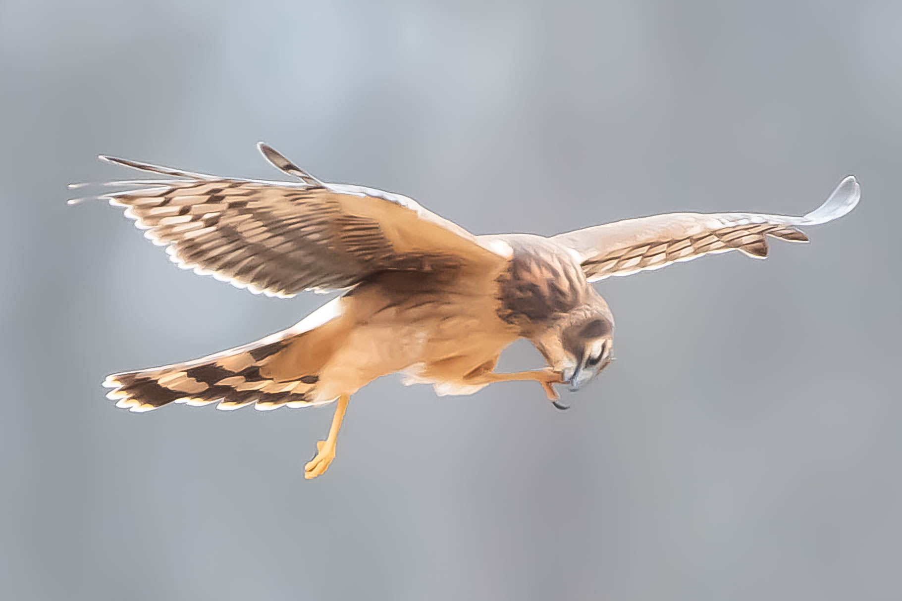 Harrier with Itchy Chin