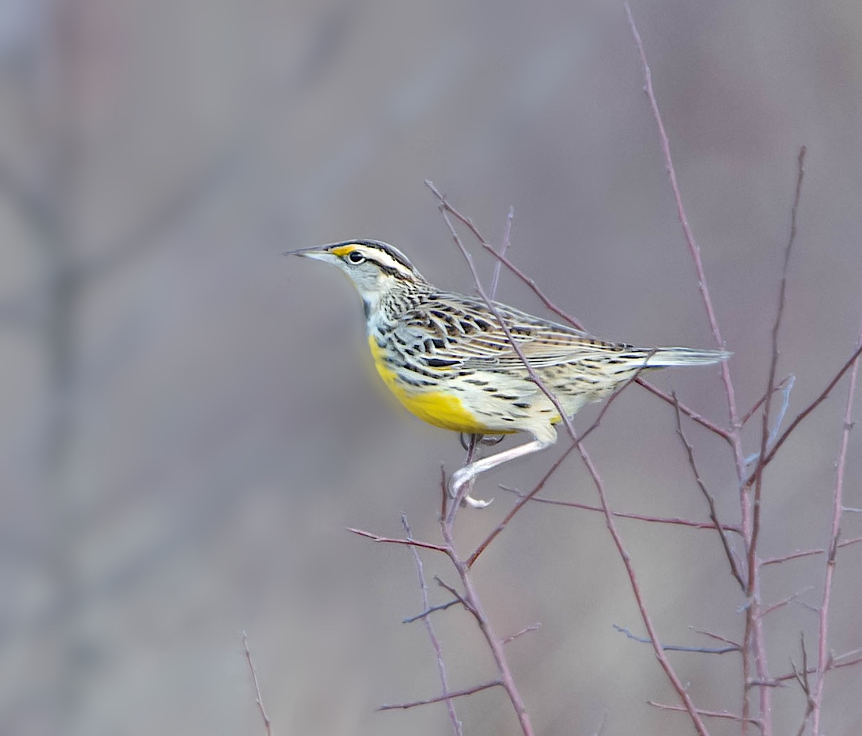 Meadow Lark in the Meadow – Valley Forge
