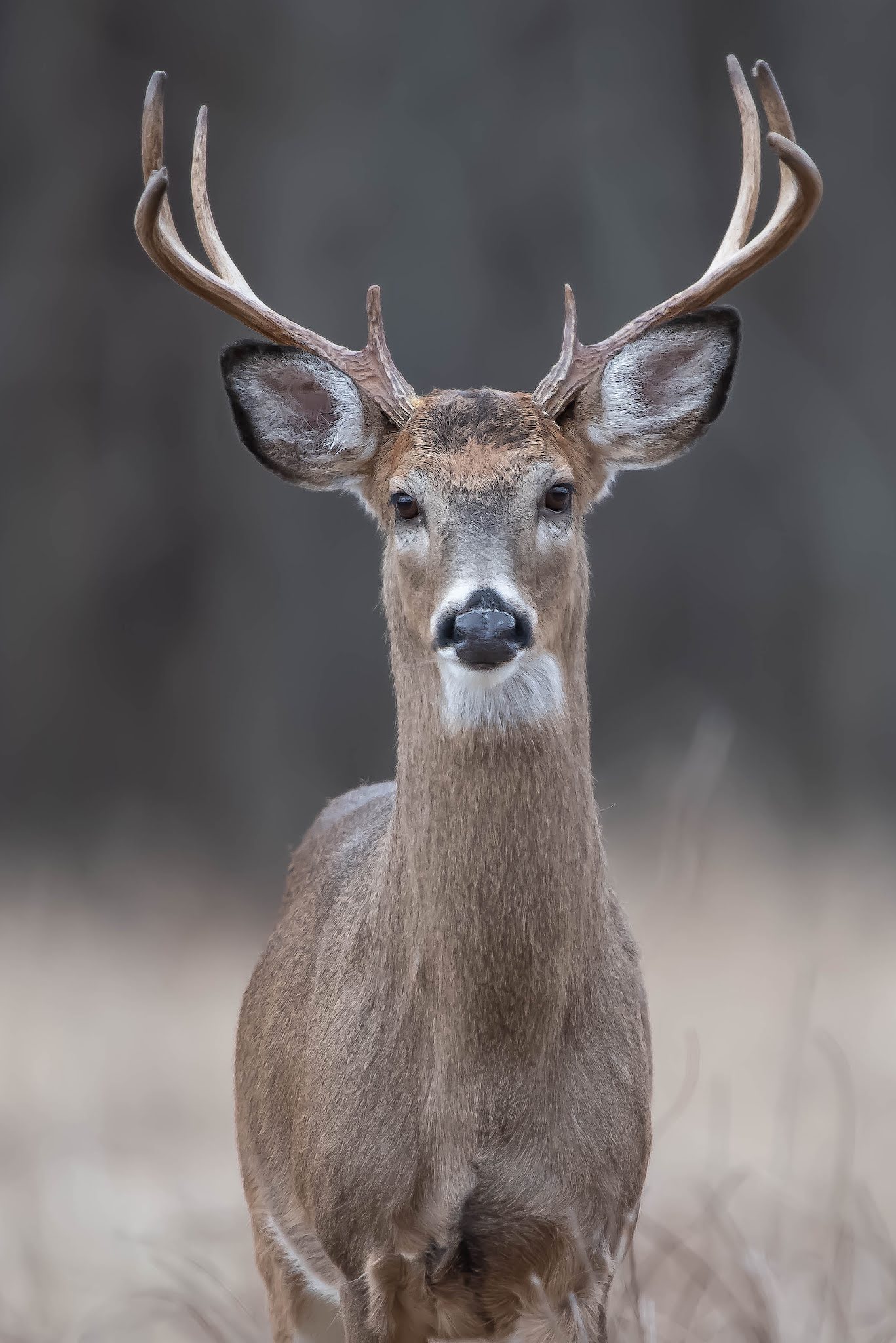 Mr. Beautiful in Valley Forge Today