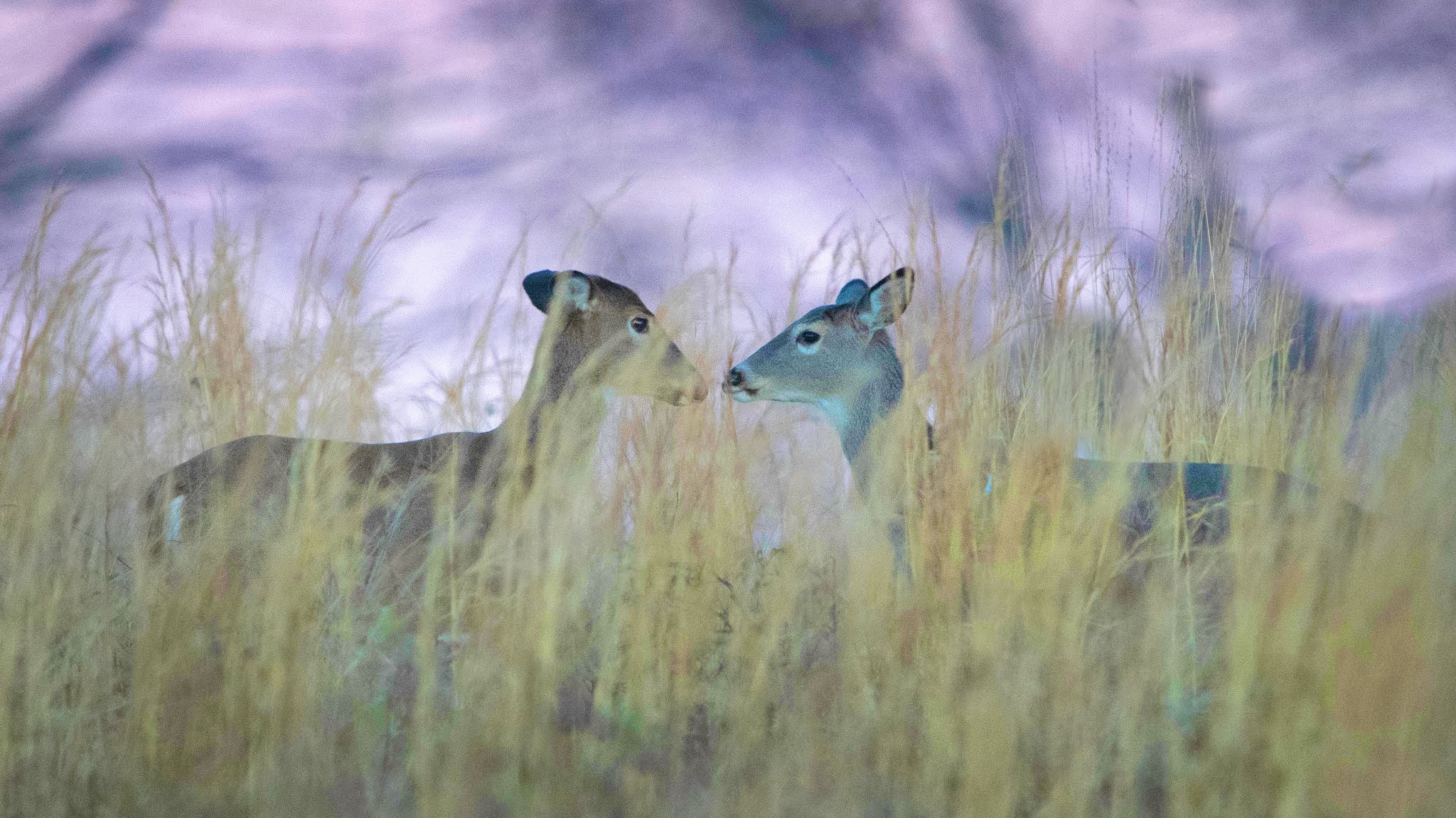 Nose to Nose at Dusk