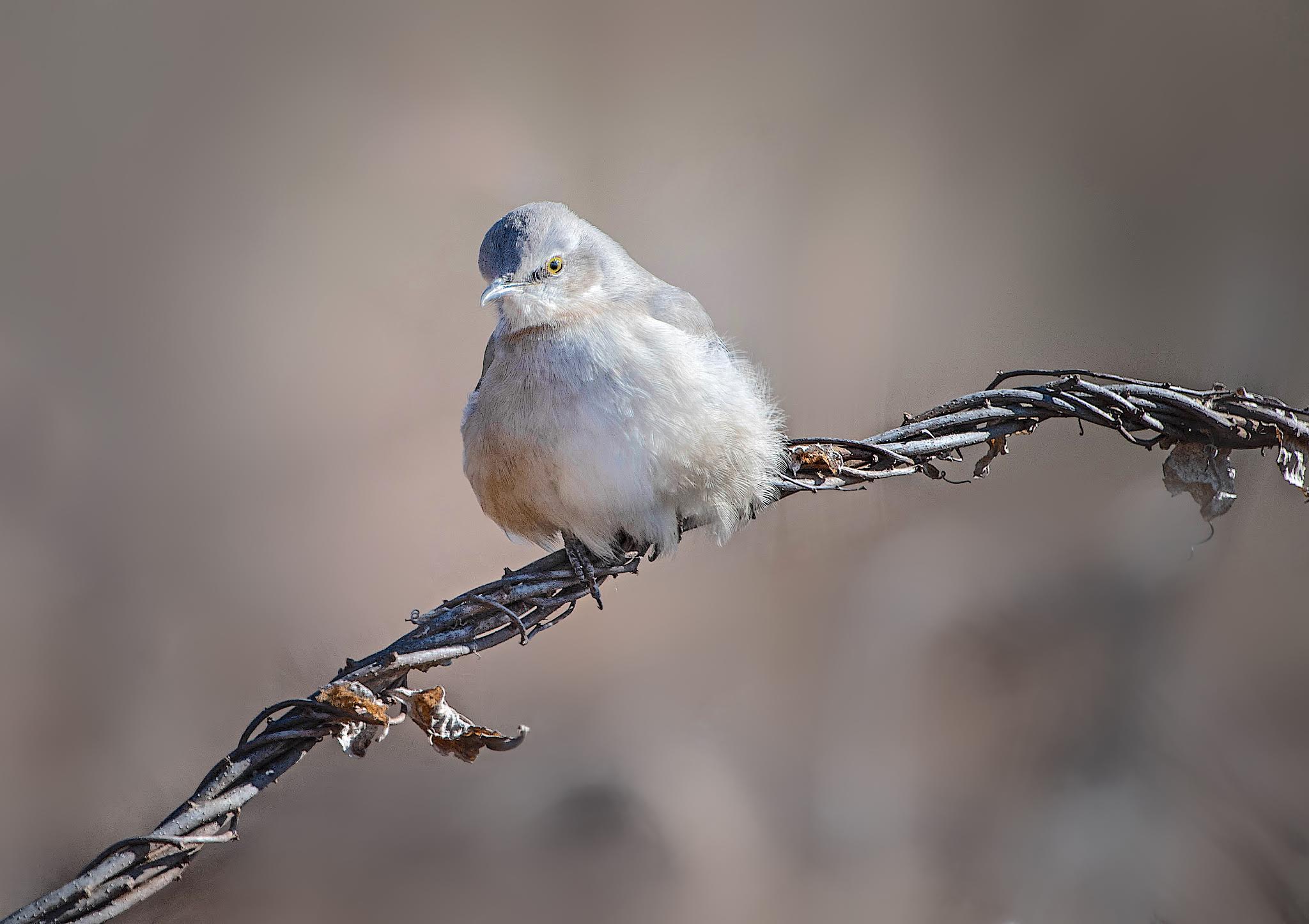 Mockingbird on a COLD COLD COLD morning in Valley Forge