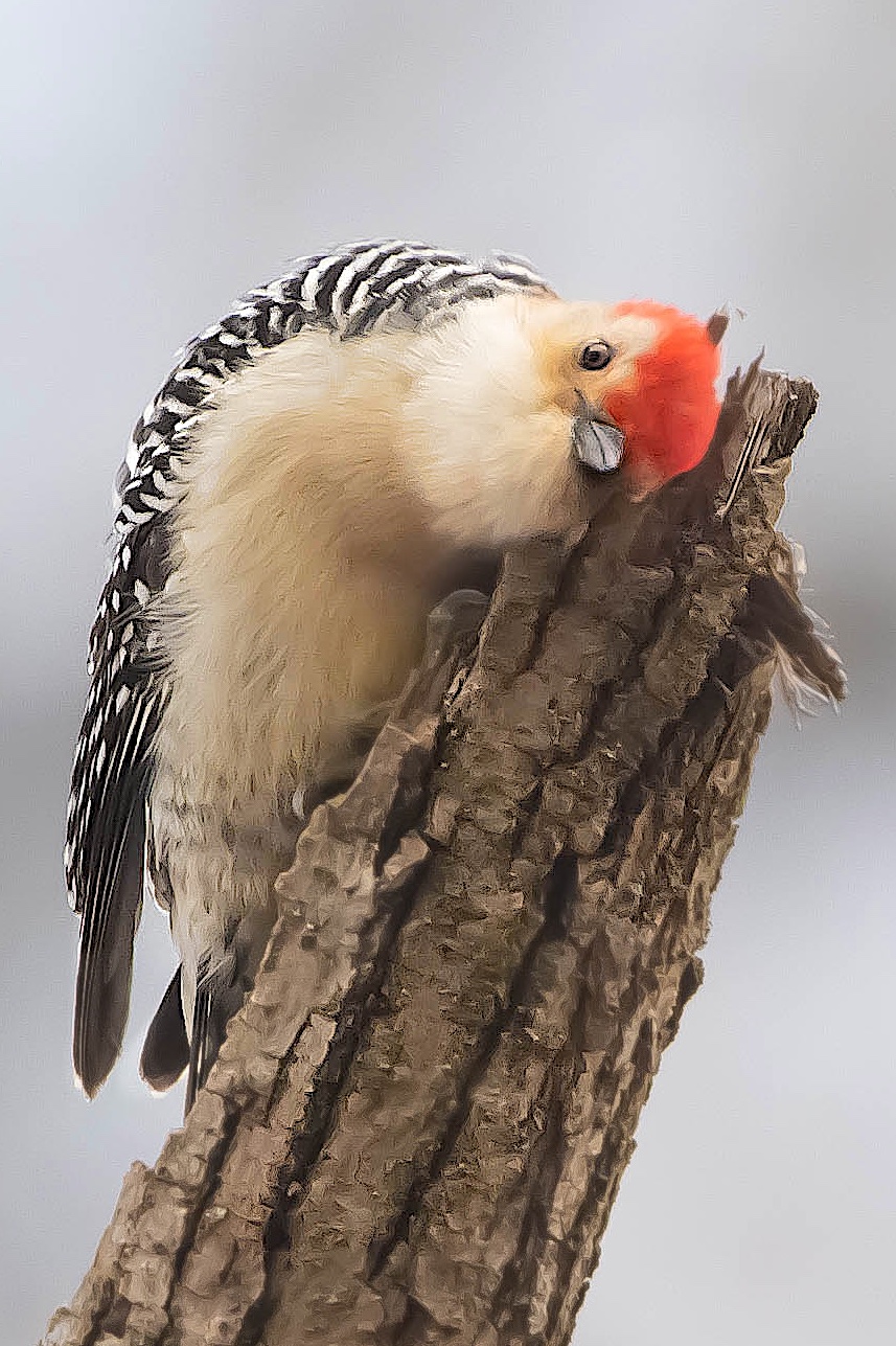 Making Eye Contact in Valley Forge Today