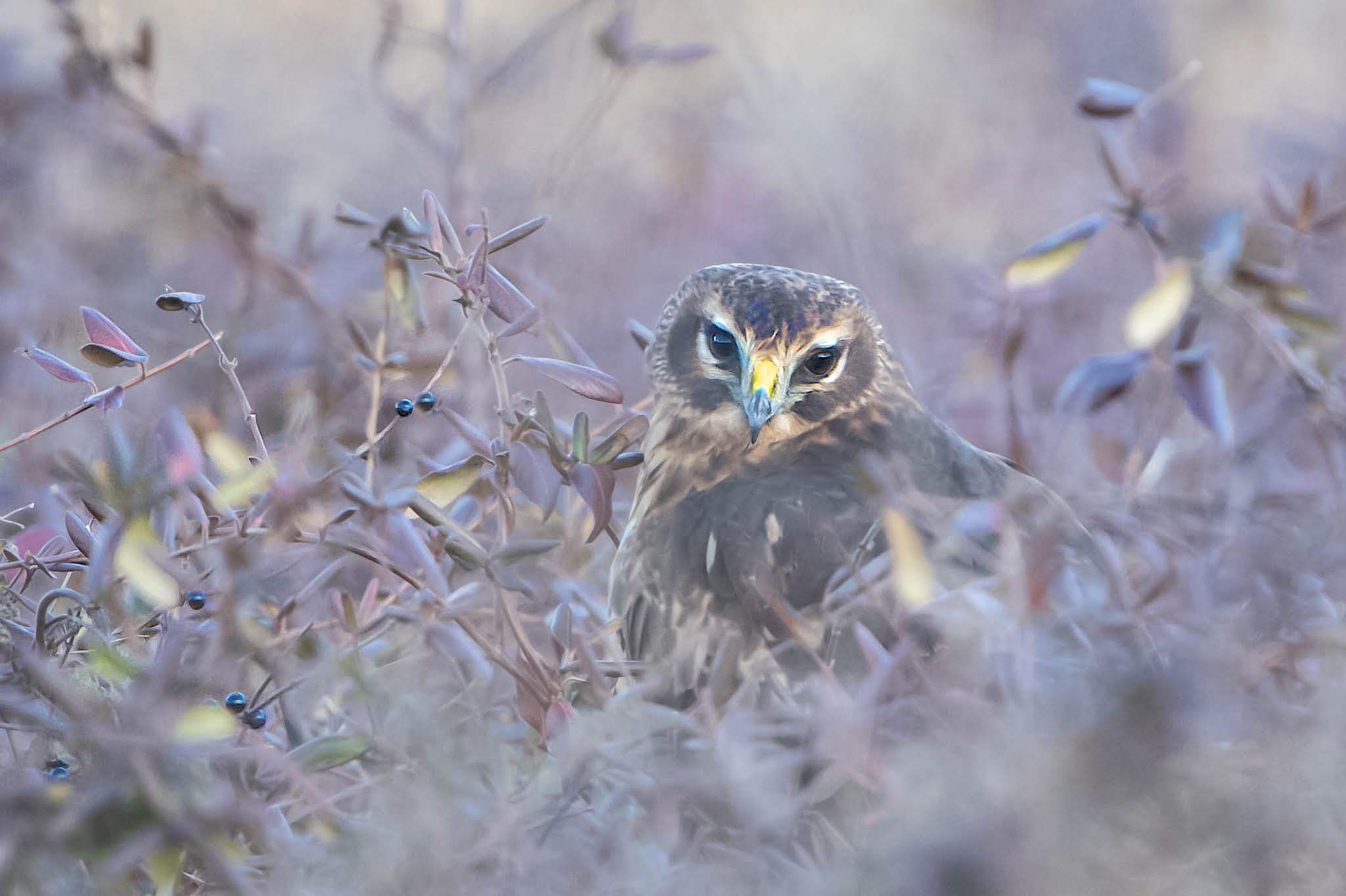 The Northern Harrier