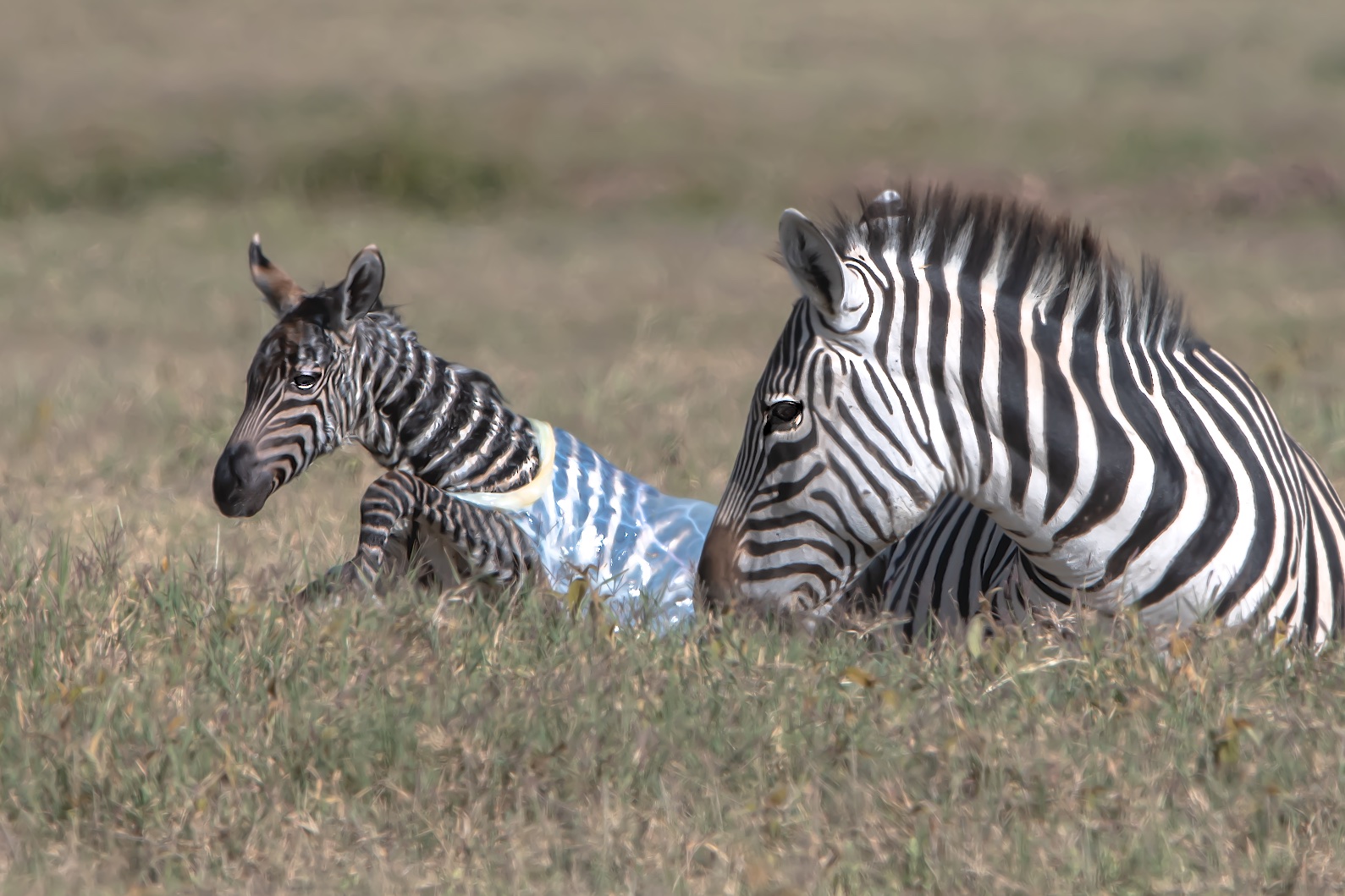 Brand New Gift-Wrapped Zebra Foul