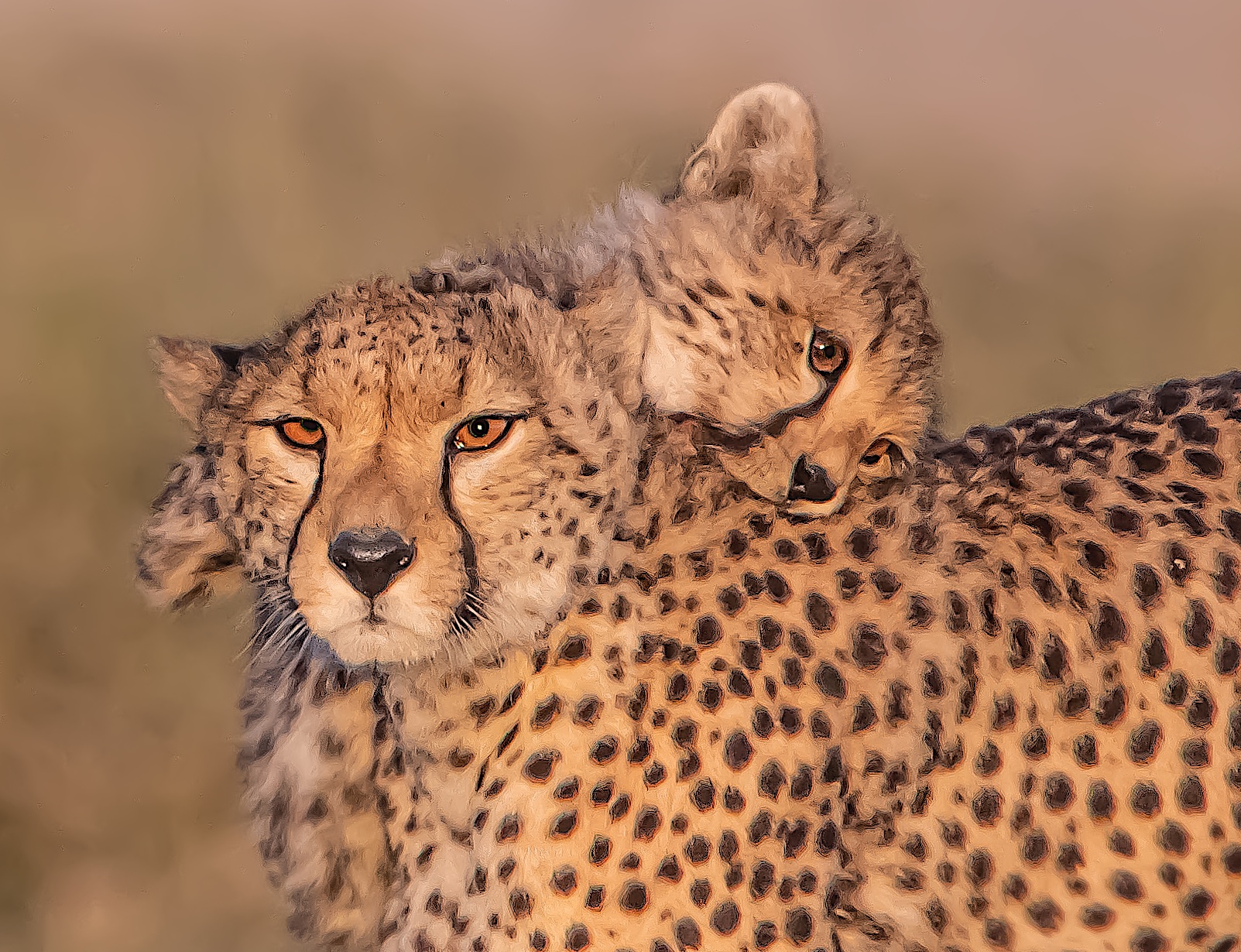 Mom and Babe Cheetah at Dawn in Ndutu