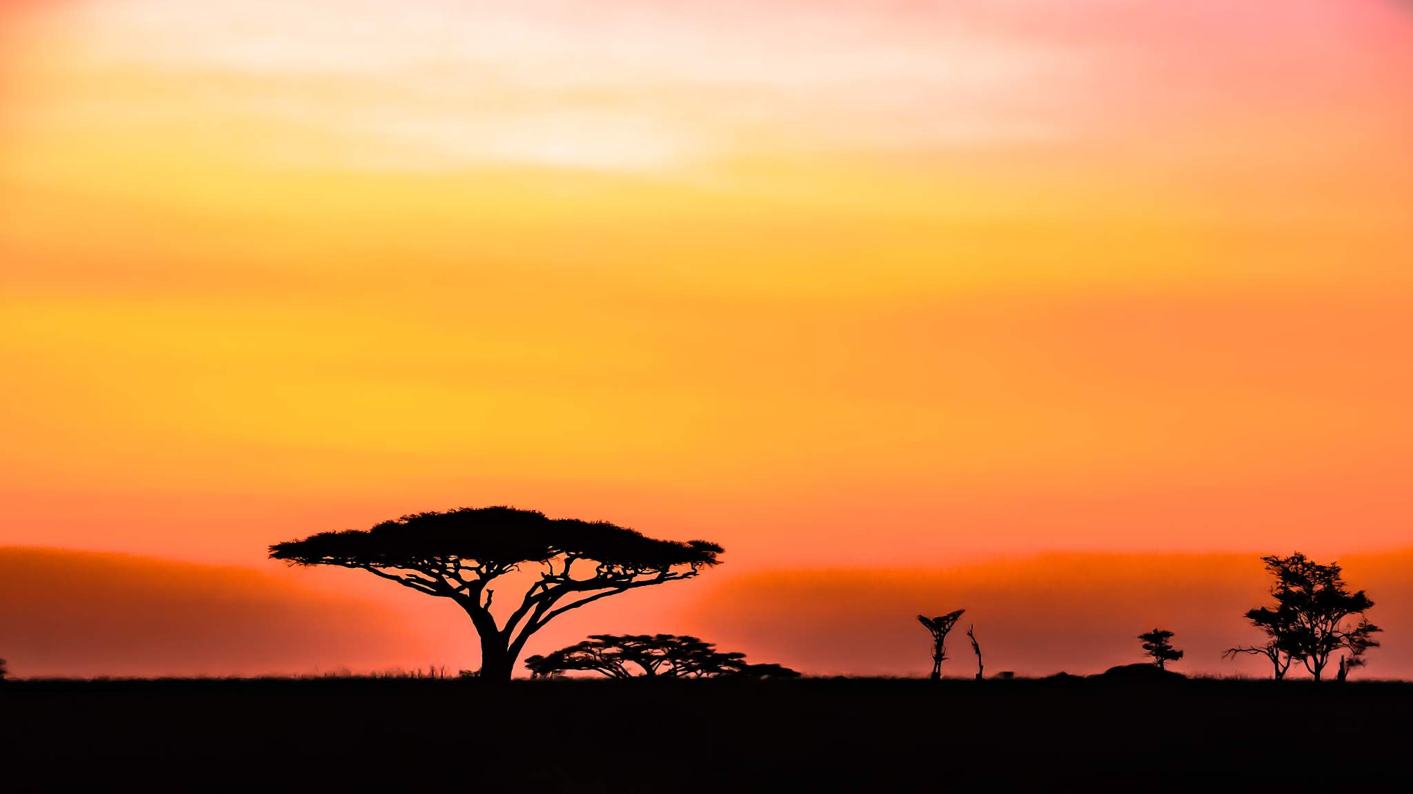 Sunset and Wildebeest on the Serengeti